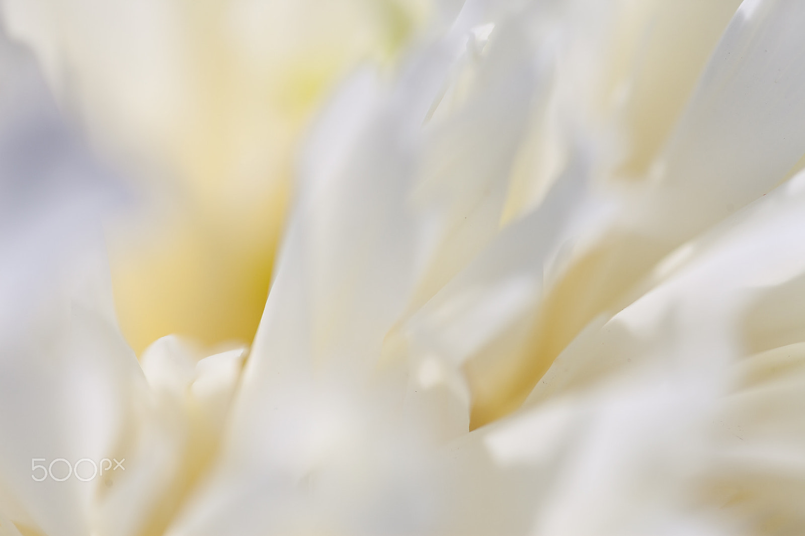 Canon EF 100mm F2.8L Macro IS USM sample photo. Close-up of white peony photography