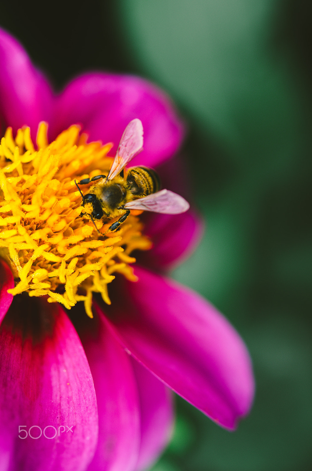 Nikon AF-S Micro-Nikkor 60mm F2.8G ED sample photo. Little bee photography