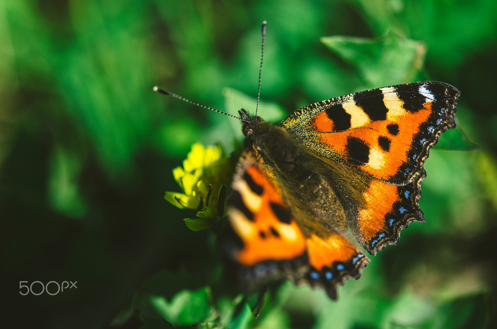 Nikon AF-S Micro-Nikkor 60mm F2.8G ED sample photo. A butterfly photography