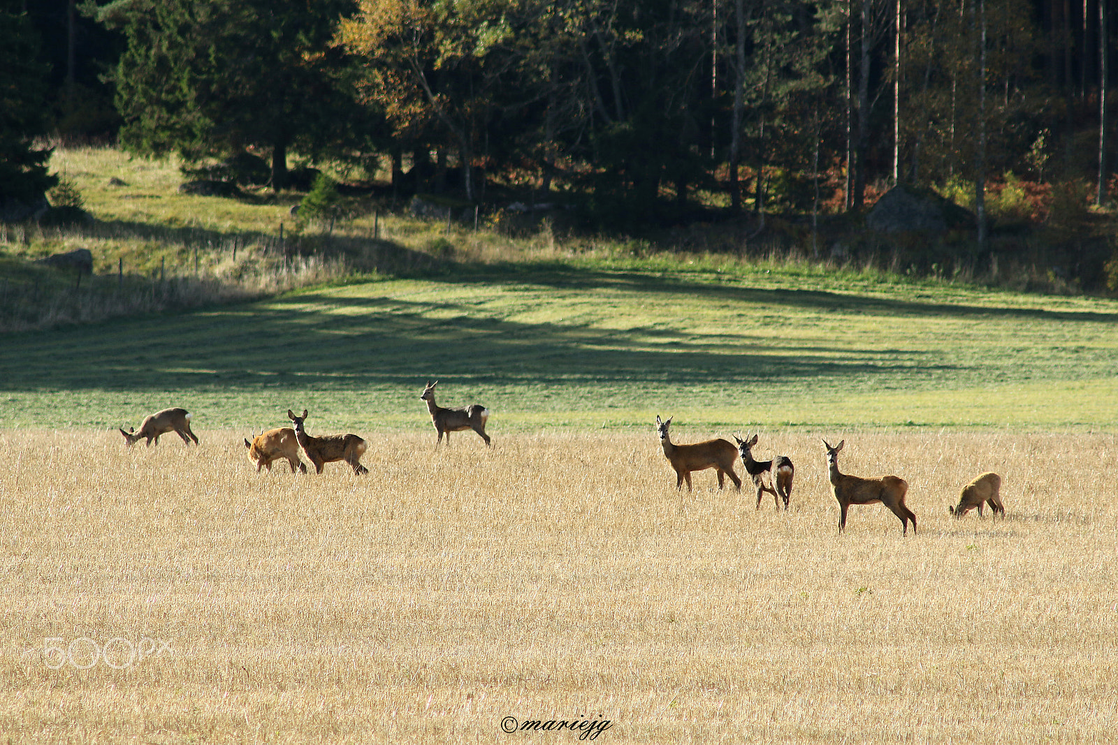 Canon EF 75-300mm F4.0-5.6 IS USM sample photo. Deer photography