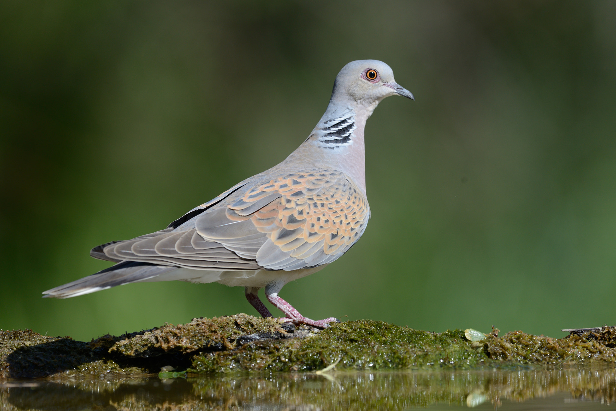 Nikon AF-S Nikkor 500mm F4G ED VR sample photo. Turteltaube photography