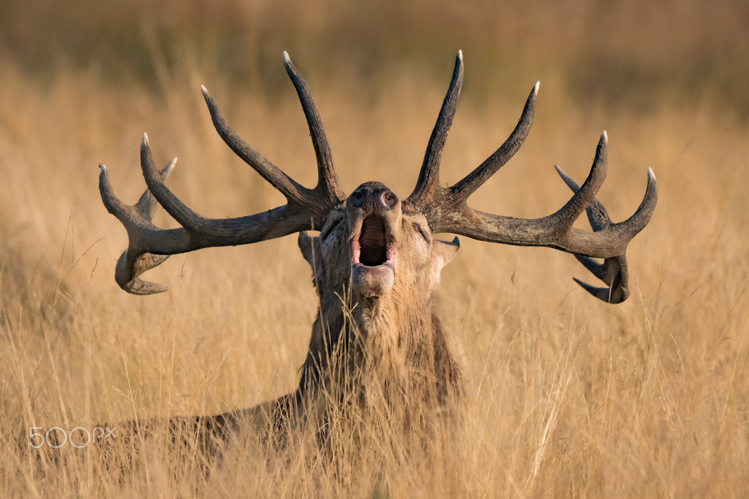 Sony 70-400mm F4-5.6 G SSM II sample photo. Fully ready to rut photography