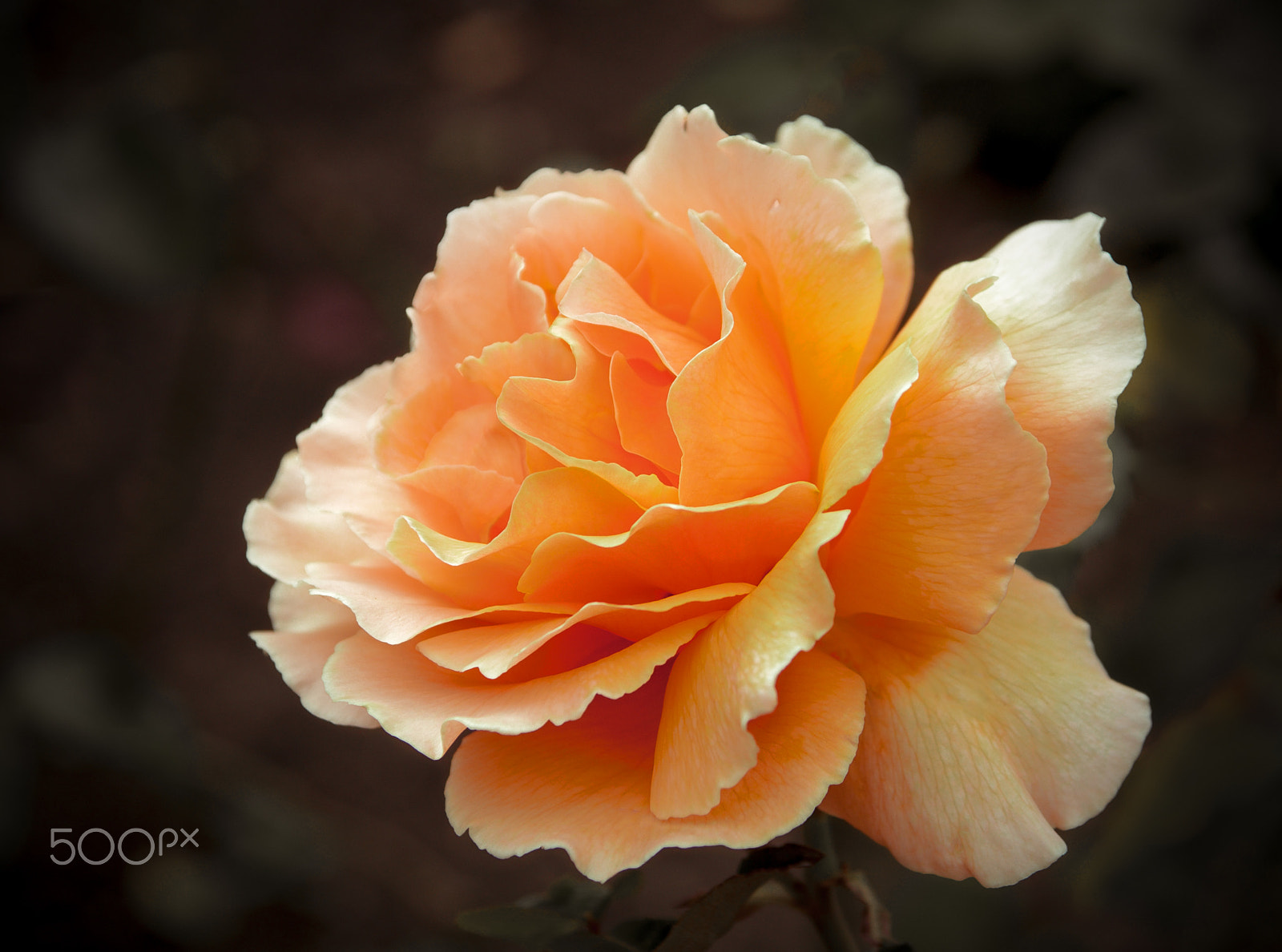 Nikon D90 sample photo. Rose photography