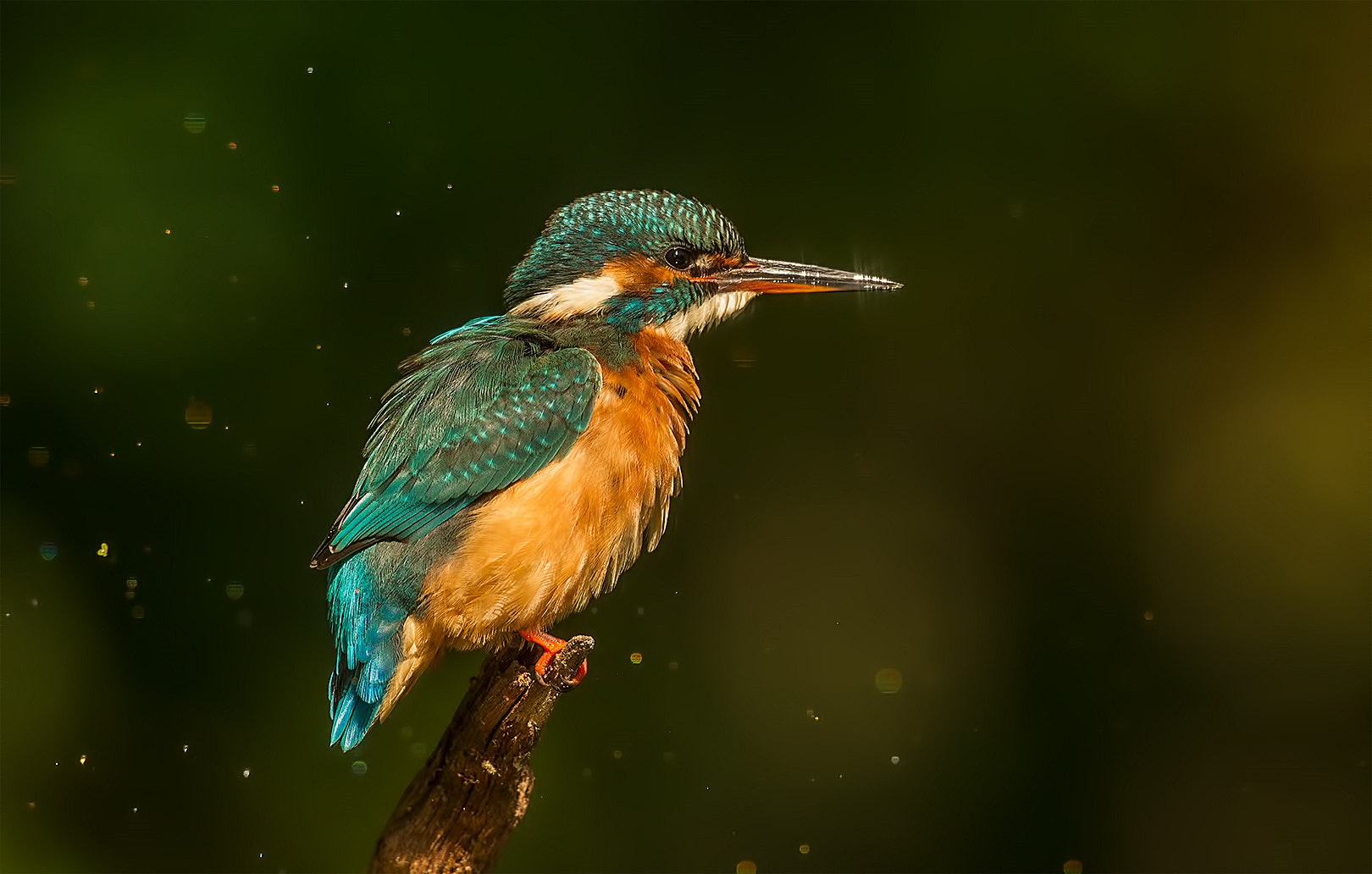 Canon EF 500mm F4L IS USM sample photo. Glittering photography