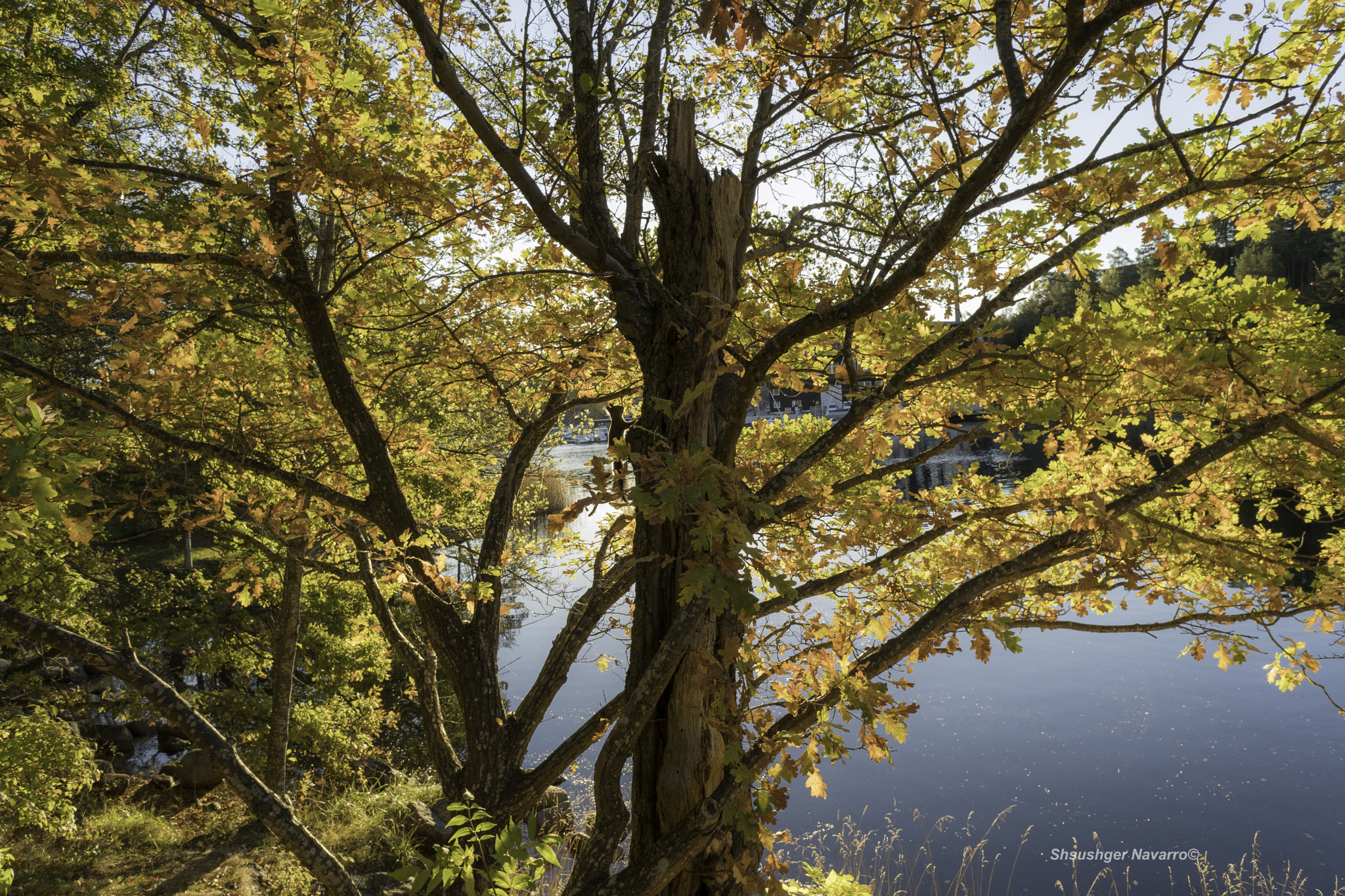 Sony a6300 + Sony E 16mm F2.8 sample photo. Otoño () photography