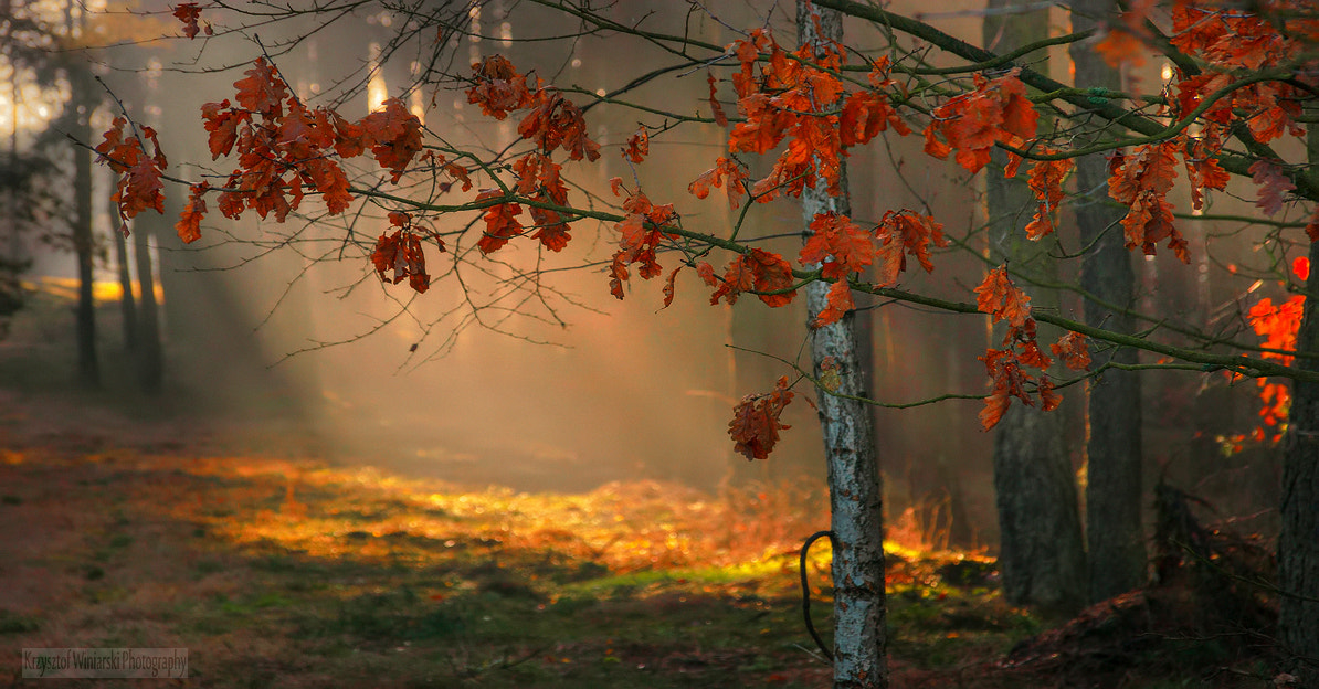 Sony Alpha DSLR-A380 sample photo. Autumn morning photography