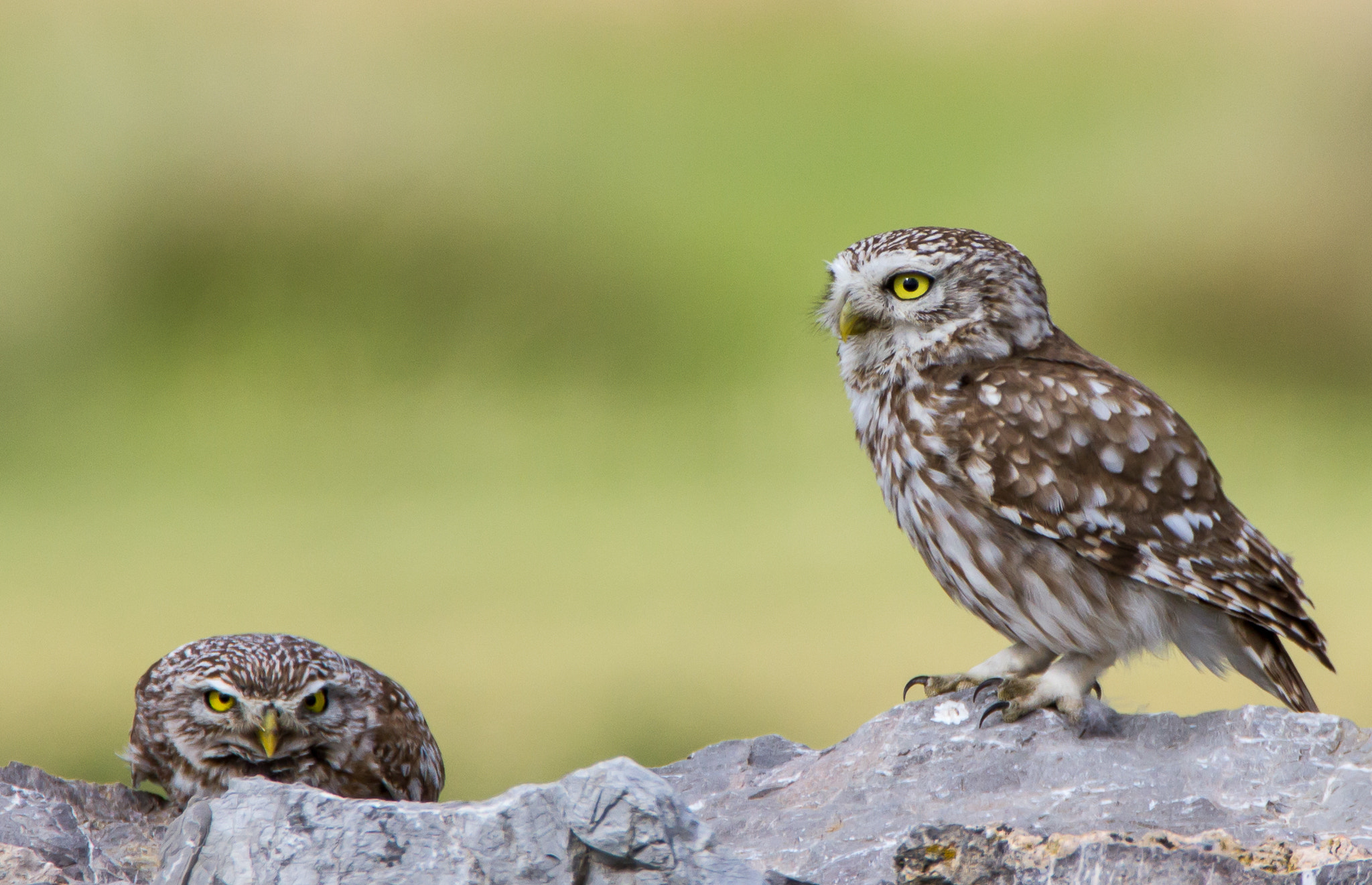 Tamron SP 150-600mm F5-6.3 Di VC USD sample photo. Kukumav photography