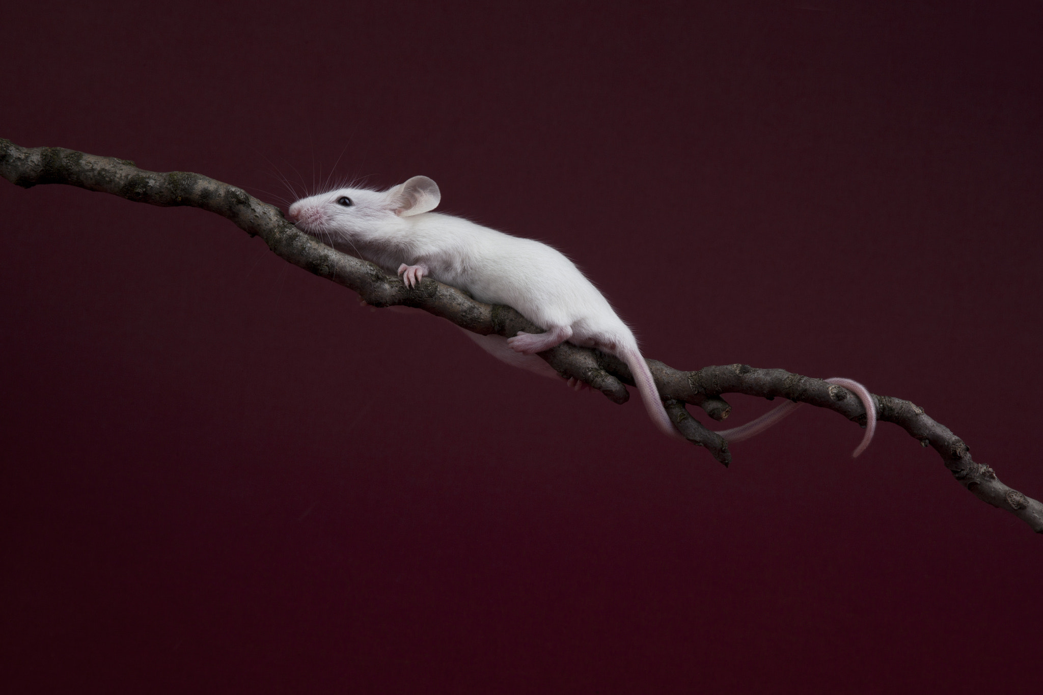 Canon EF 28-105mm f/3.5-4.5 USM sample photo. Acrobat photography
