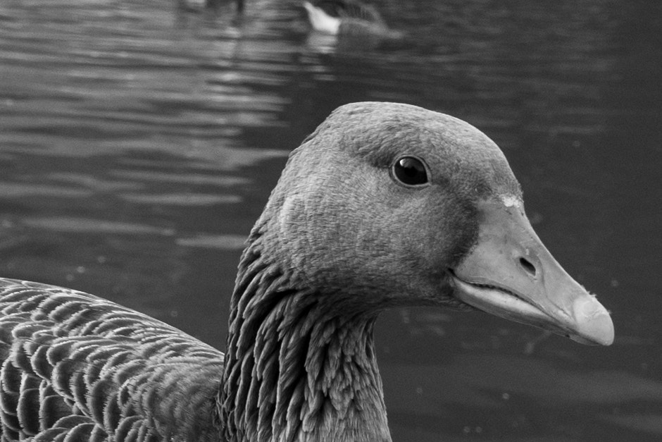 Nikon D5500 sample photo. Duck face photography