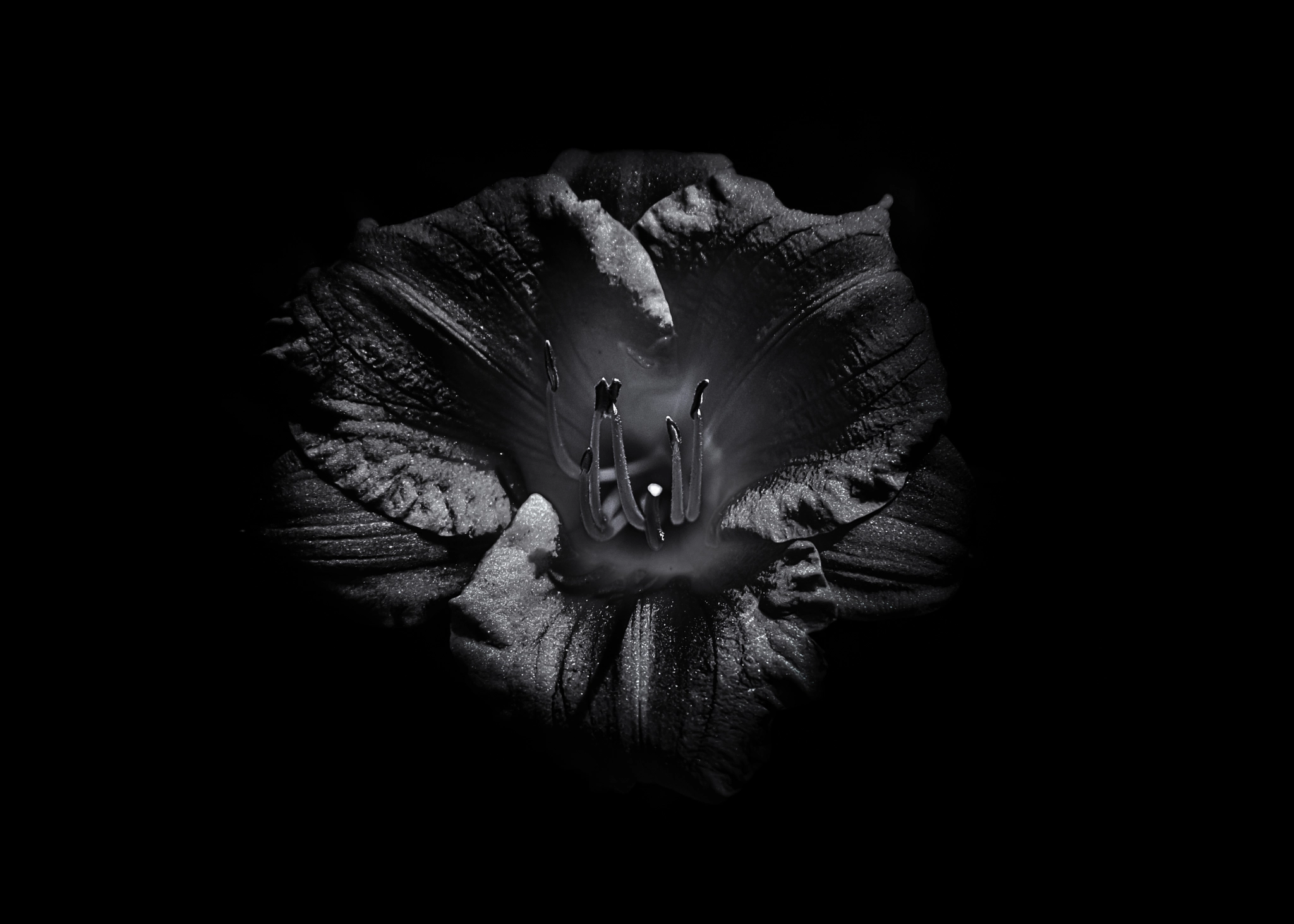Canon EF-S 17-85mm F4-5.6 IS USM sample photo. Backyard flowers in black and white 26 photography