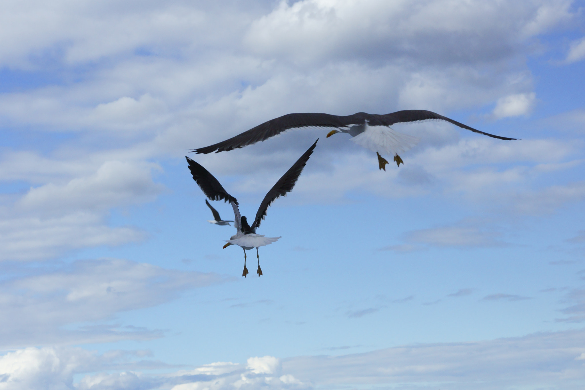 Sony DT 55-200mm F4-5.6 SAM sample photo. Seagull photography