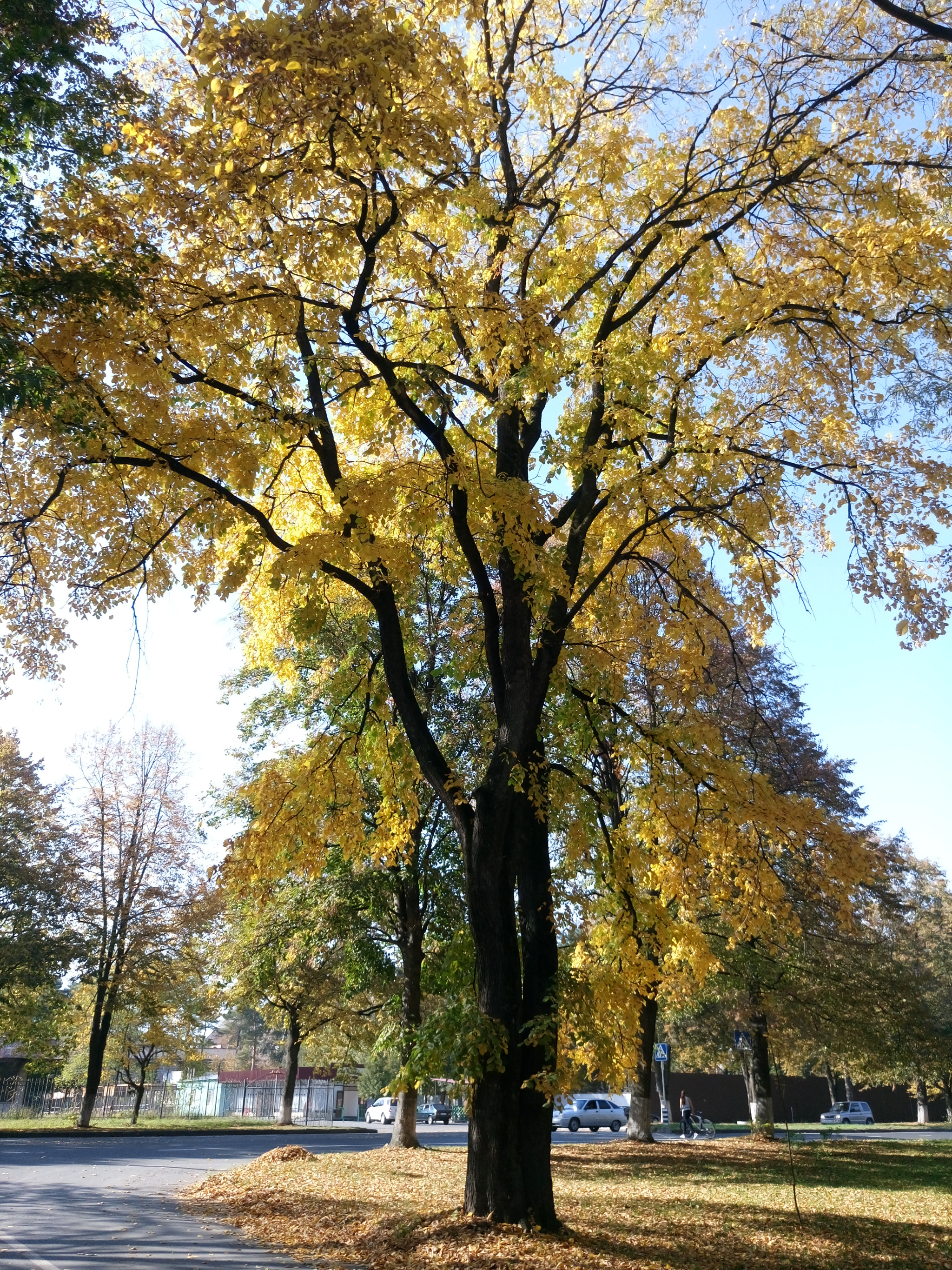 Sony Xperia M5 Dual sample photo