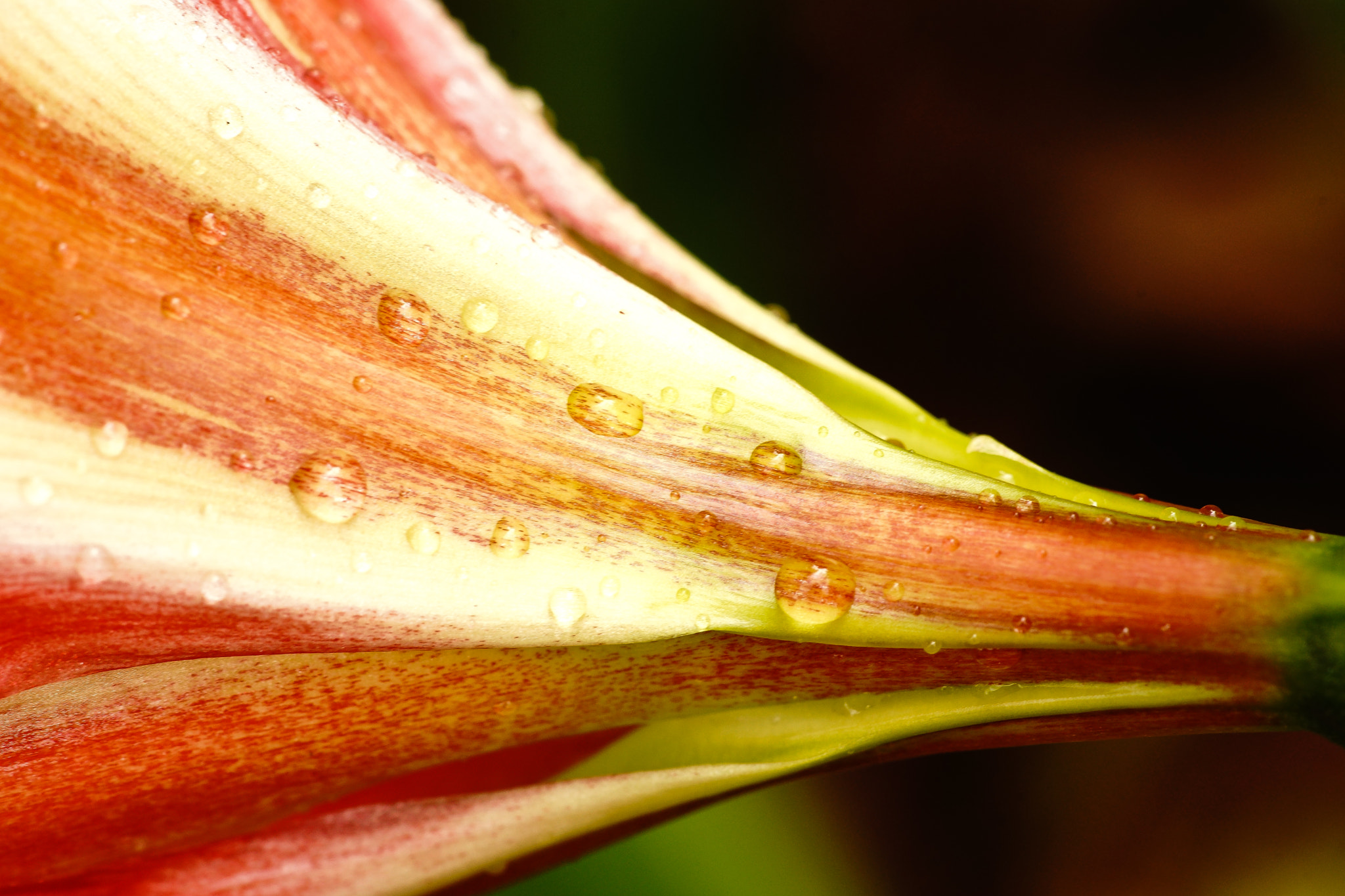 Sony a99 II + Tamron SP AF 90mm F2.8 Di Macro sample photo. Dsc photography