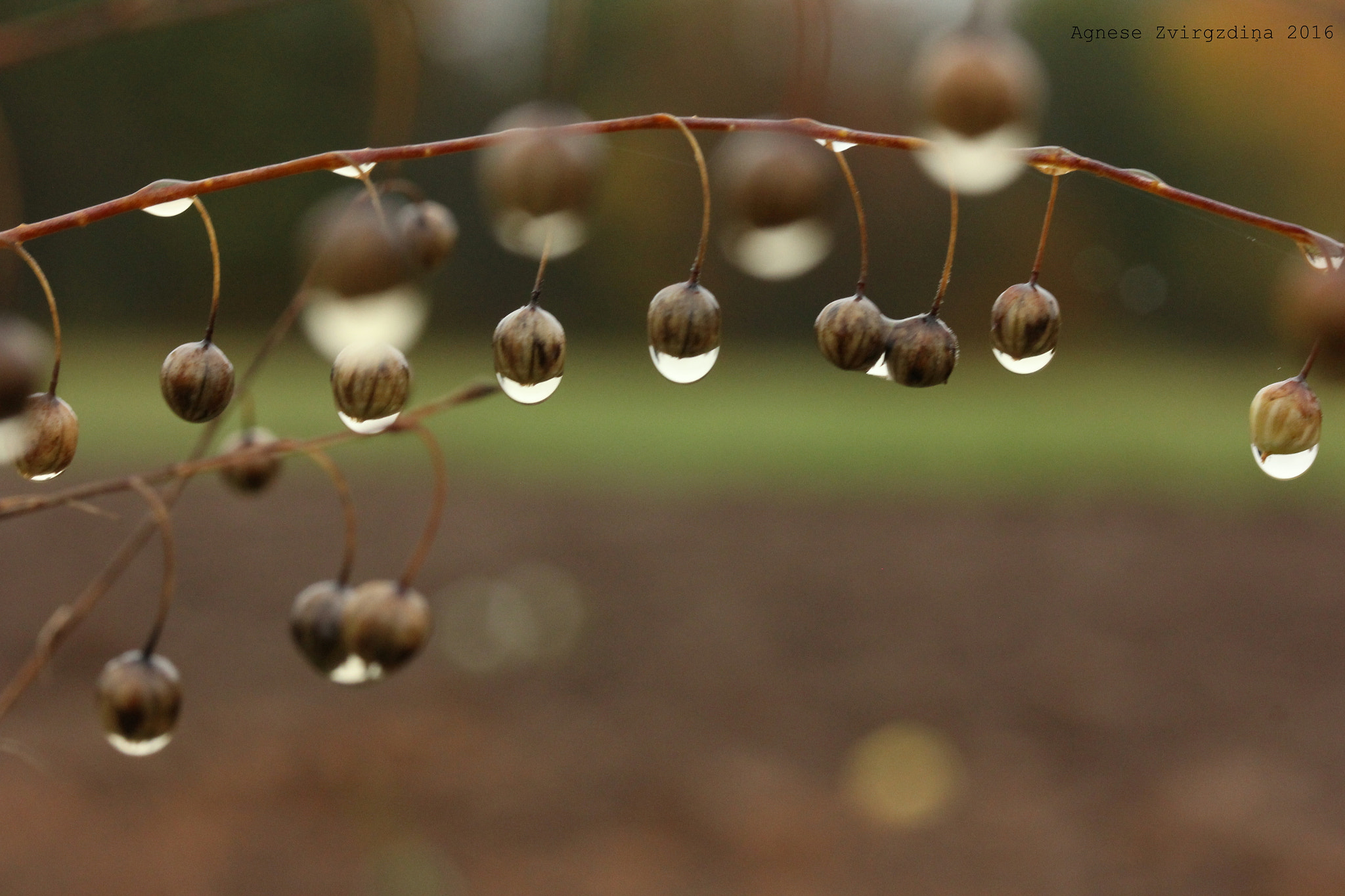 Canon EF-S 60mm F2.8 Macro USM sample photo. Img photography