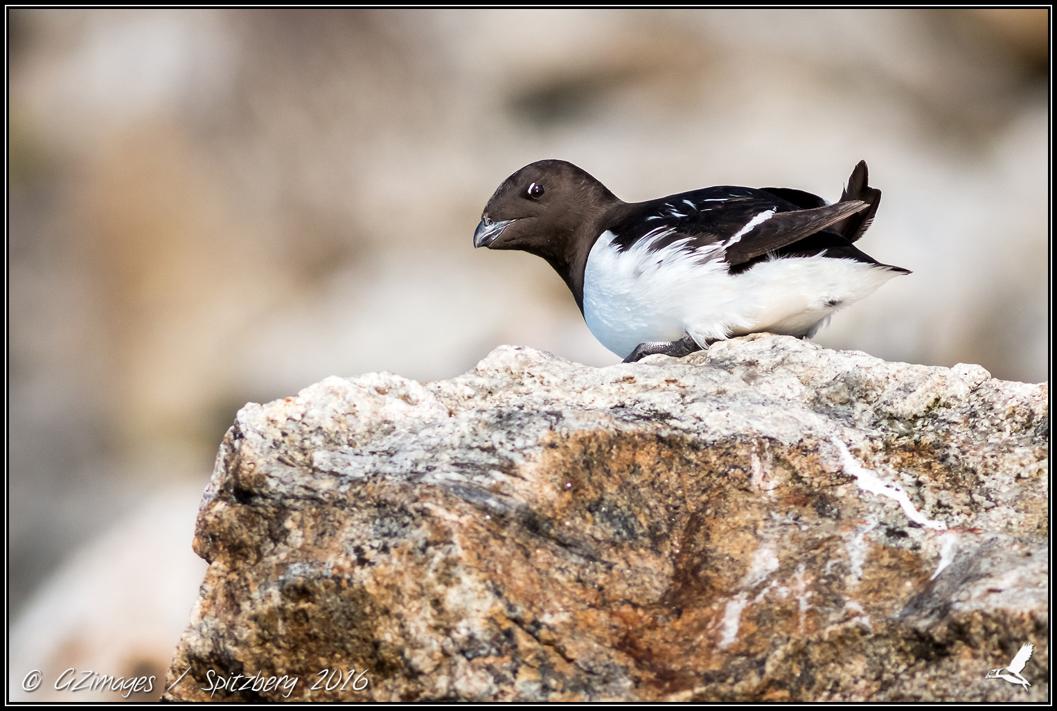Canon EF 300mm F4L IS USM sample photo. Mergule nain / little auk photography