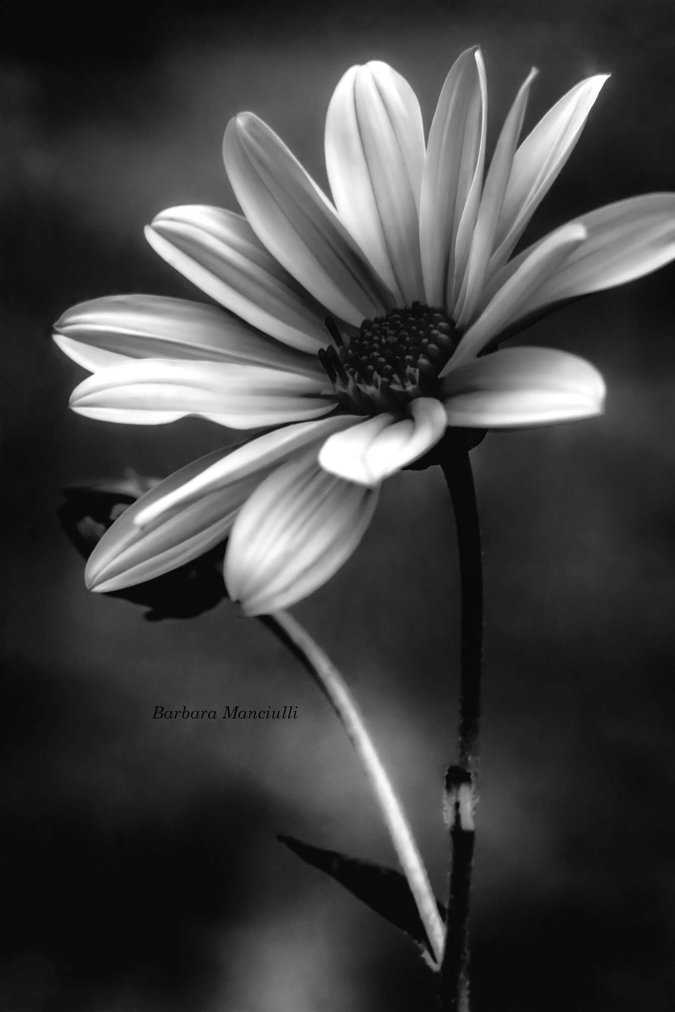 Sigma 150mm F2.8 EX DG OS Macro HSM sample photo. Guardando in b&w  photography
