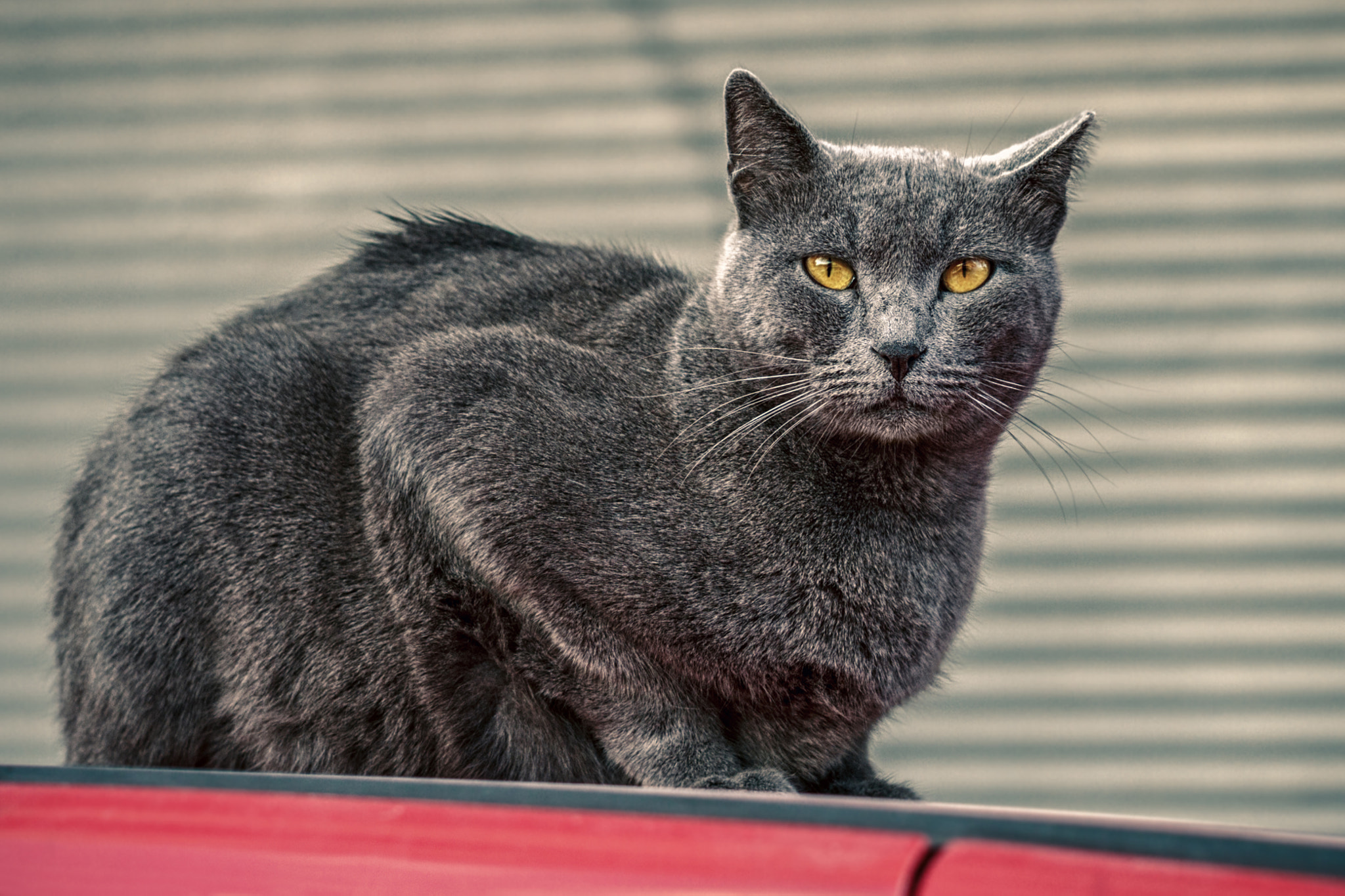 Canon EOS 7D sample photo. Independent cat photography