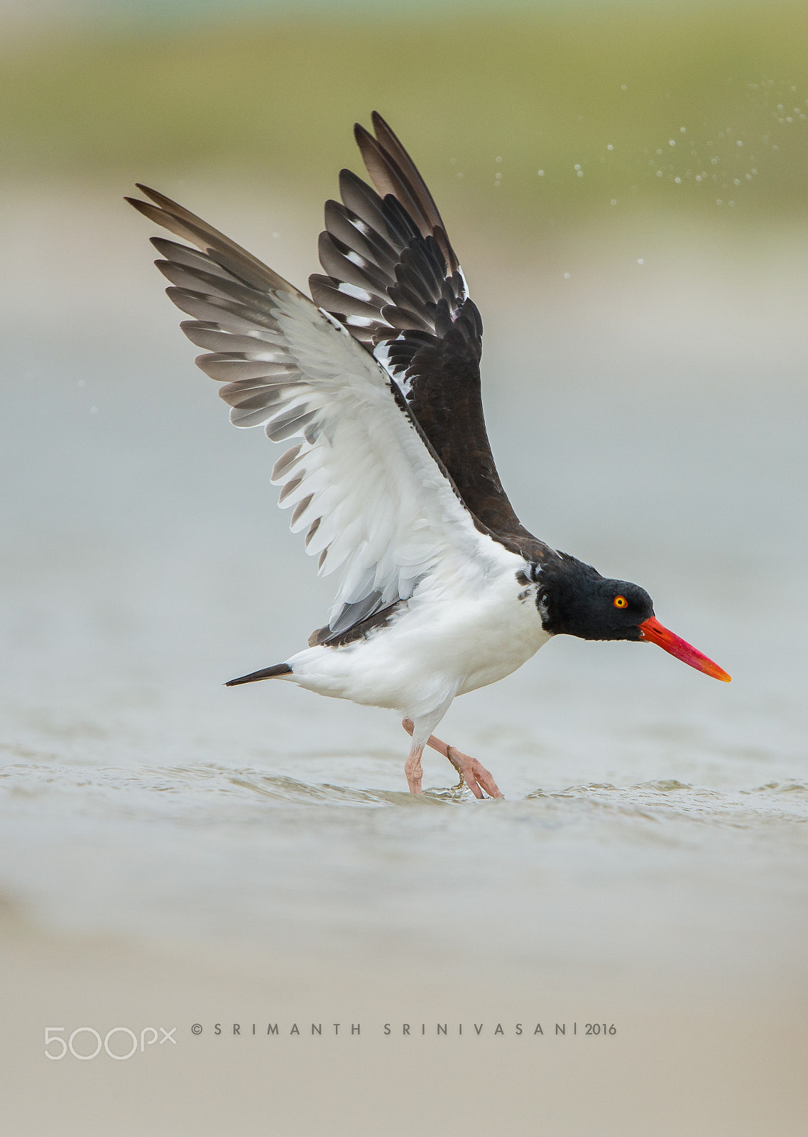 Nikon D610 + Nikon AF-S Nikkor 600mm F4G ED VR sample photo. American oystercatcher photography