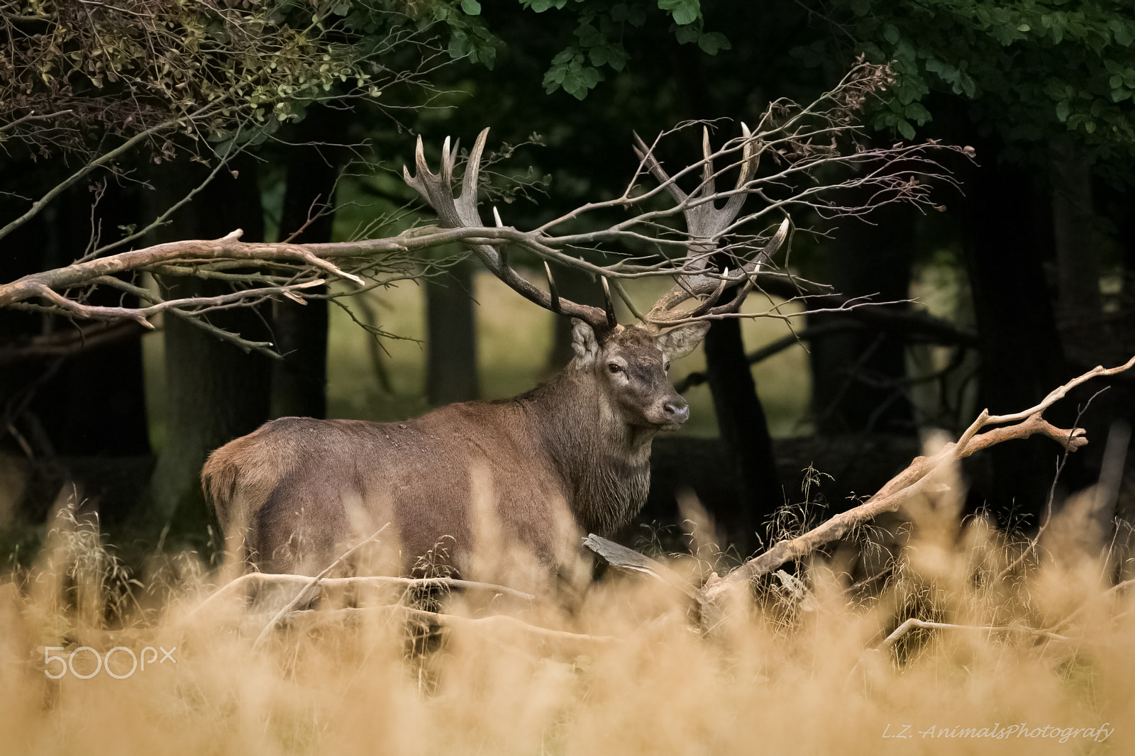 Canon EOS 760D (EOS Rebel T6s / EOS 8000D) + Canon EF 400mm F5.6L USM sample photo. Jelen lesní photography