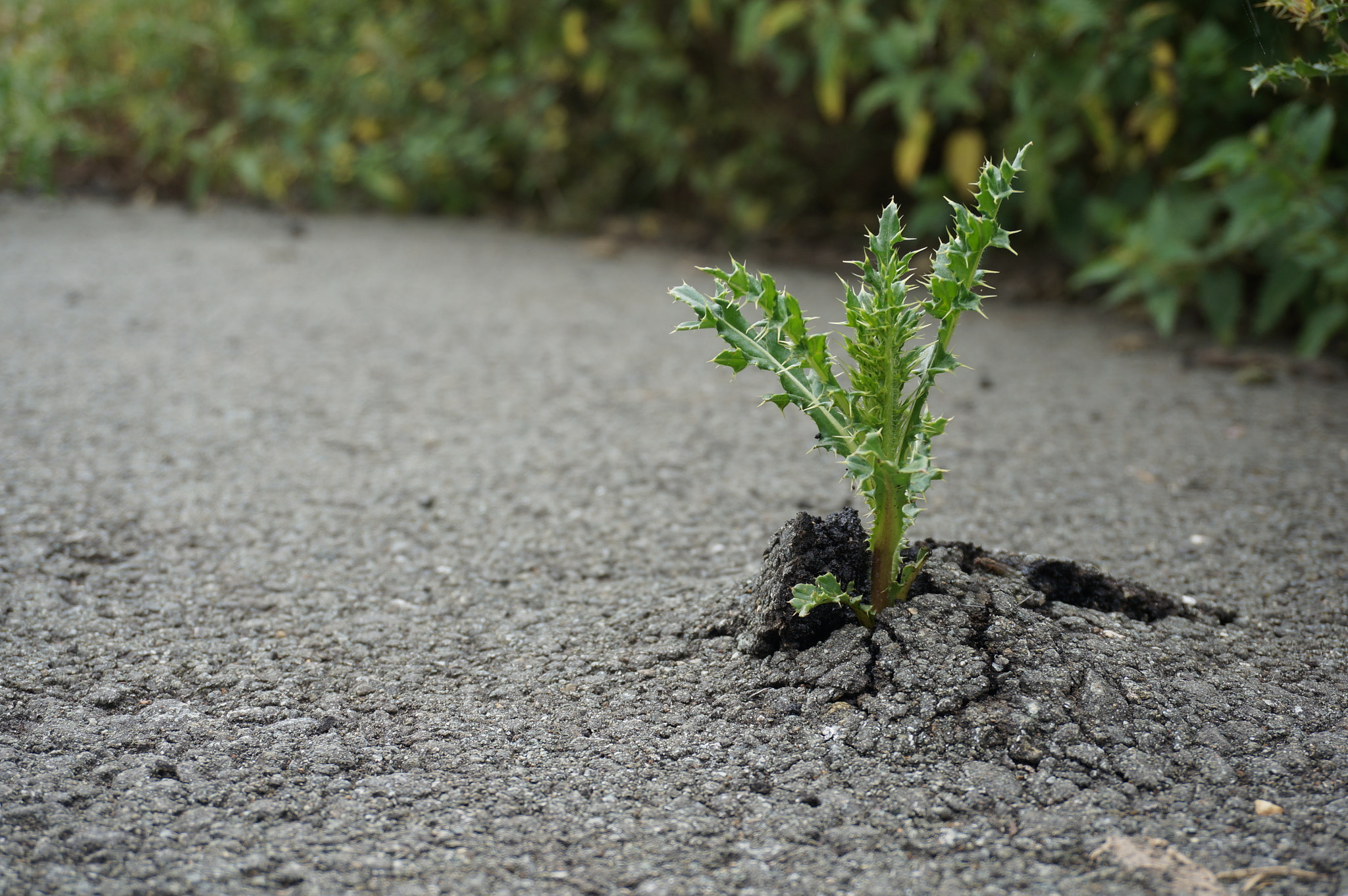 Sony Alpha NEX-6 + Sony E 18-50mm F4-5.6 sample photo. Breaking through photography