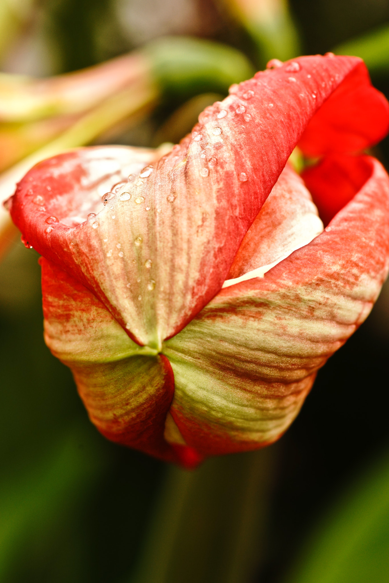 Sony a99 II + Tamron SP AF 90mm F2.8 Di Macro sample photo. Dsc photography