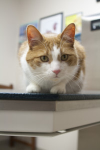 Canon EF 28-80mm f/2.8-4L sample photo. Pet cardiology middletown photography