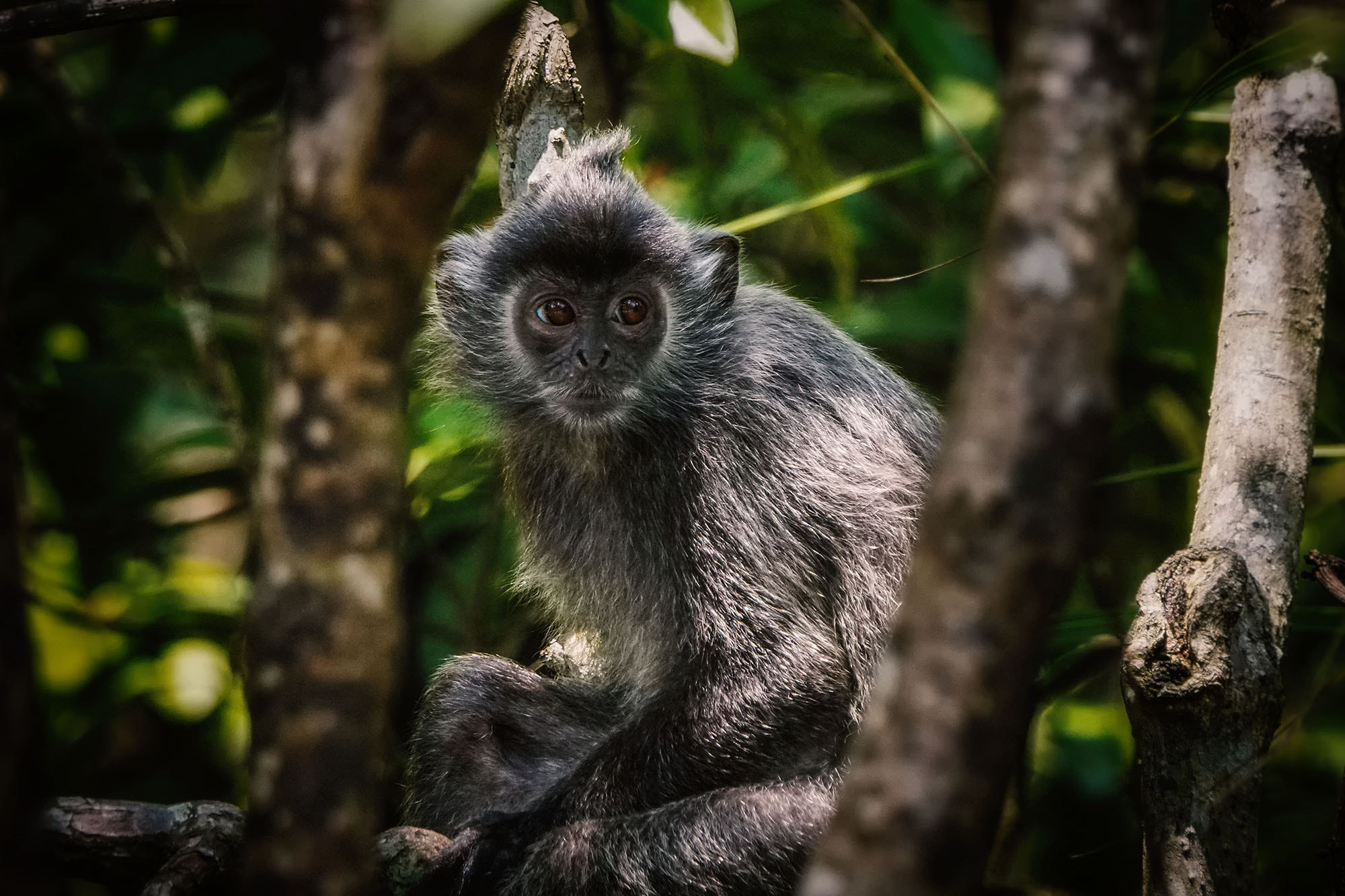 Sony 70-400mm F4-5.6 G SSM II sample photo. Silvery langur / silvery lutung photography