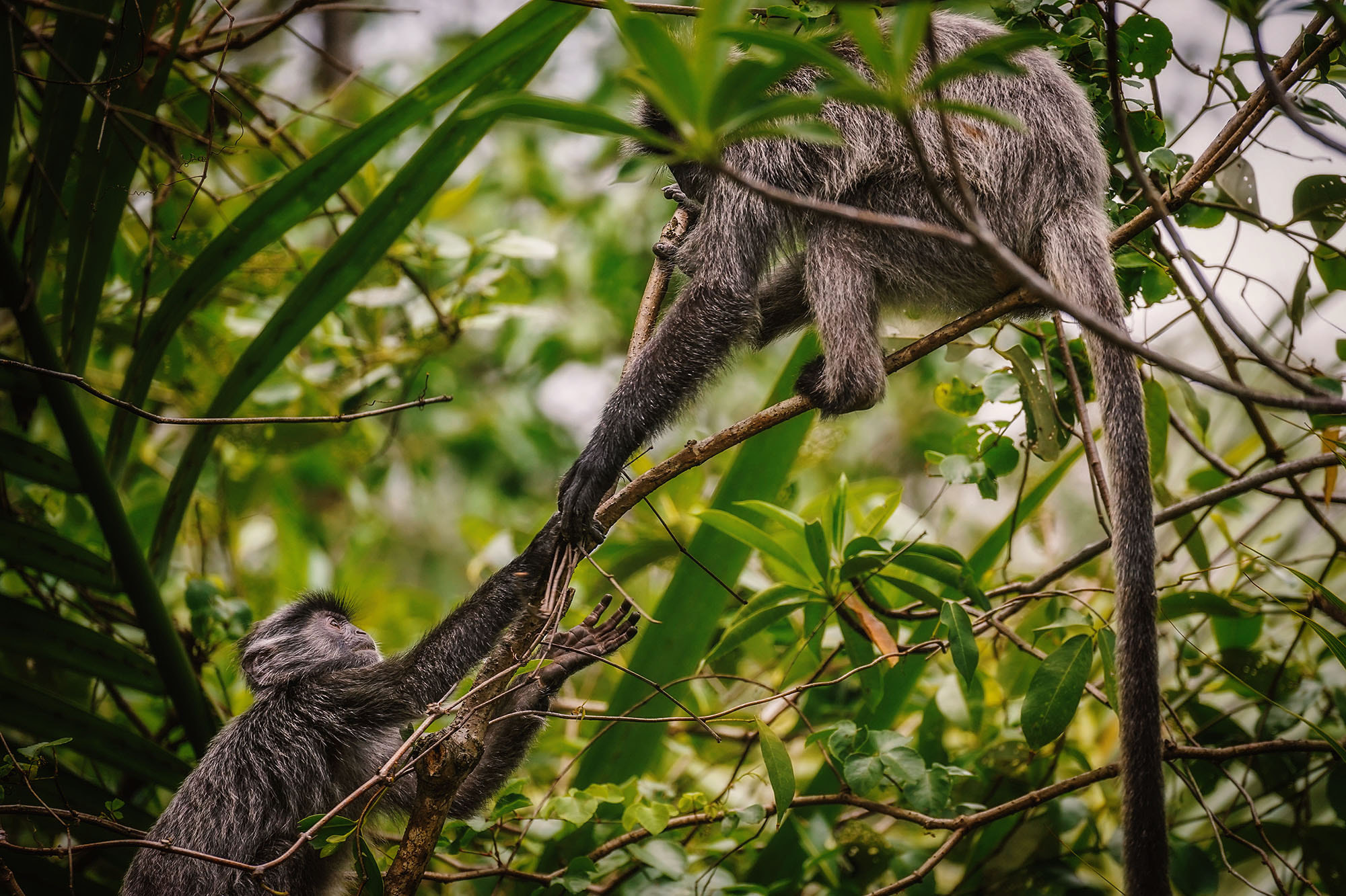 Sony 70-300mm F4.5-5.6 G SSM sample photo. A helping hand... silvery langur photography
