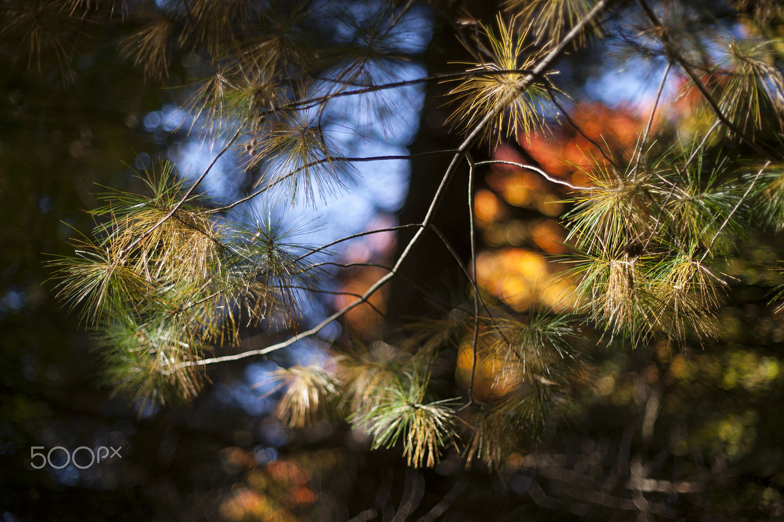 Sony Alpha DSLR-A900 + Minolta AF 50mm F1.4 [New] sample photo. Lights and colours in the underwood photography