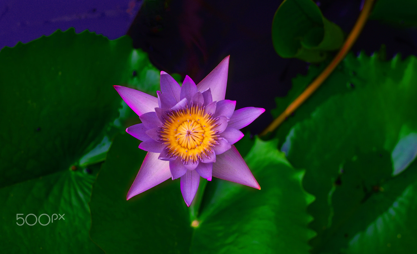 Nikon D750 + AF Nikkor 24mm f/2.8 sample photo. Lonely beauty photography
