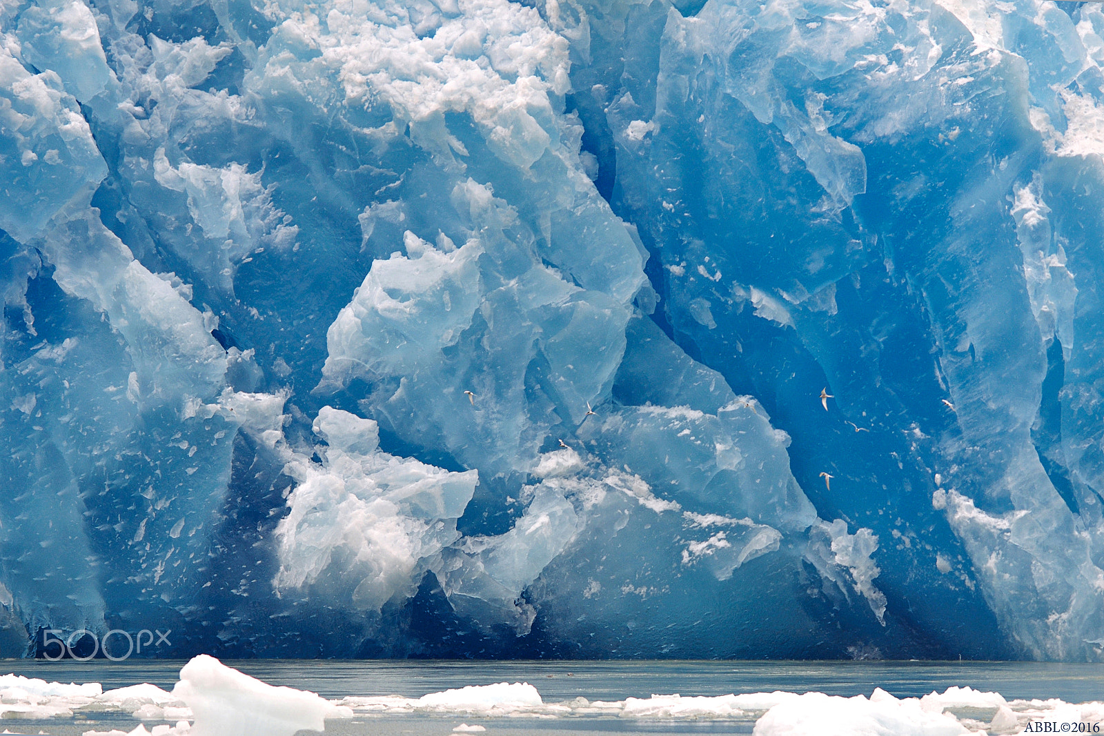 Sigma 150-500mm F5-6.3 DG OS HSM sample photo. Arctic terns in sawyer glacier photography