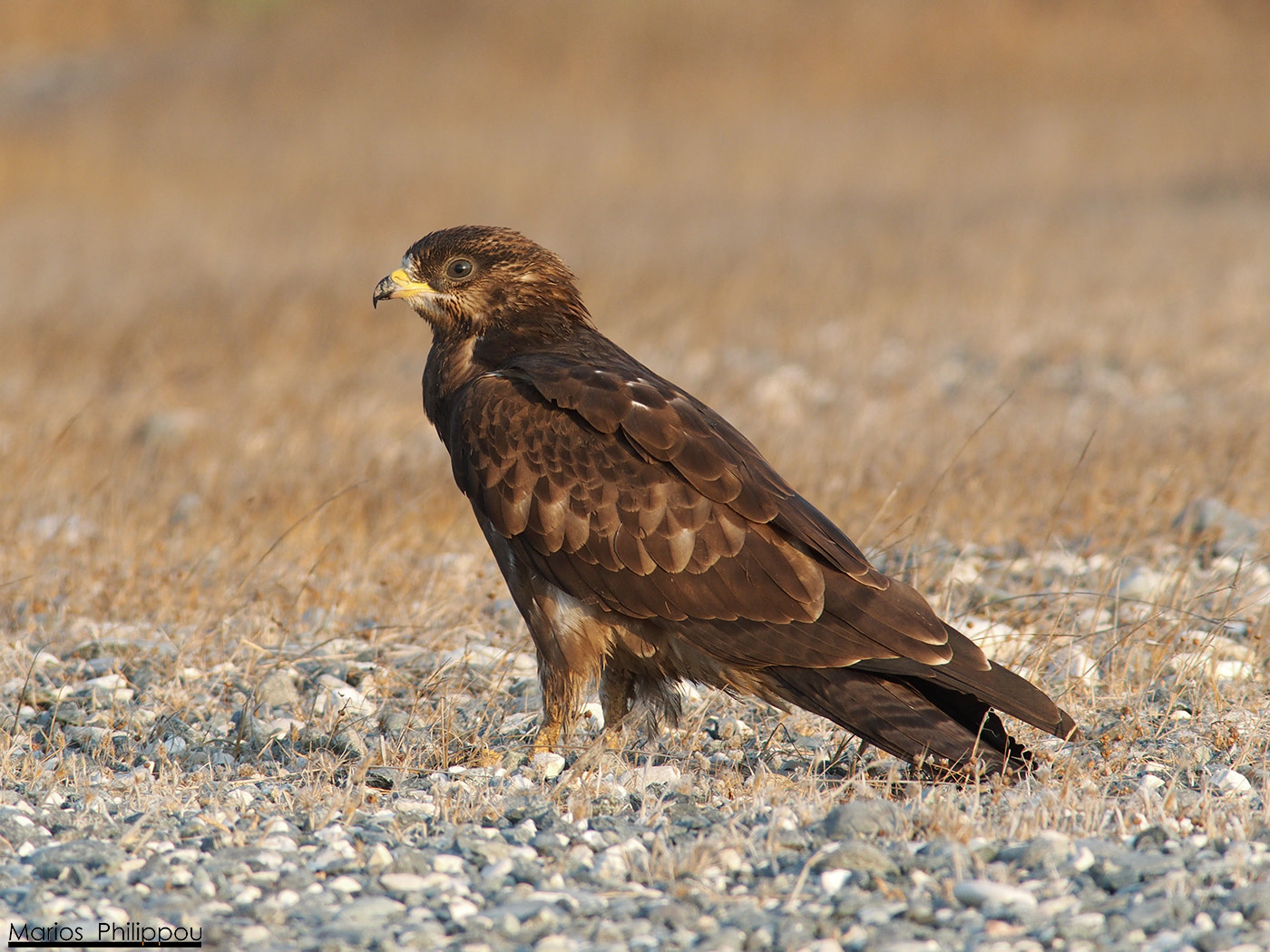 Olympus OM-D E-M5 sample photo. European honey buzzard photography