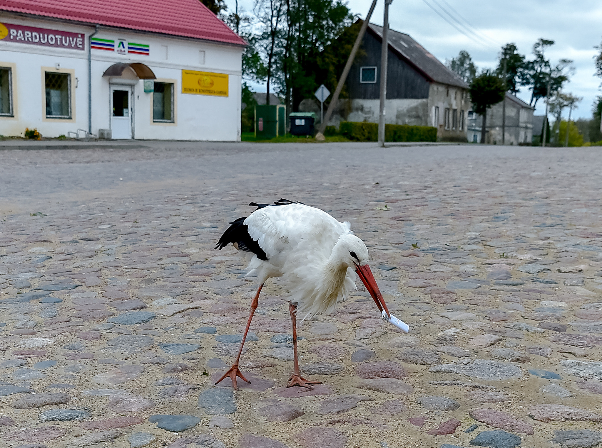 Nikon D4S sample photo. Time stuck stork photography