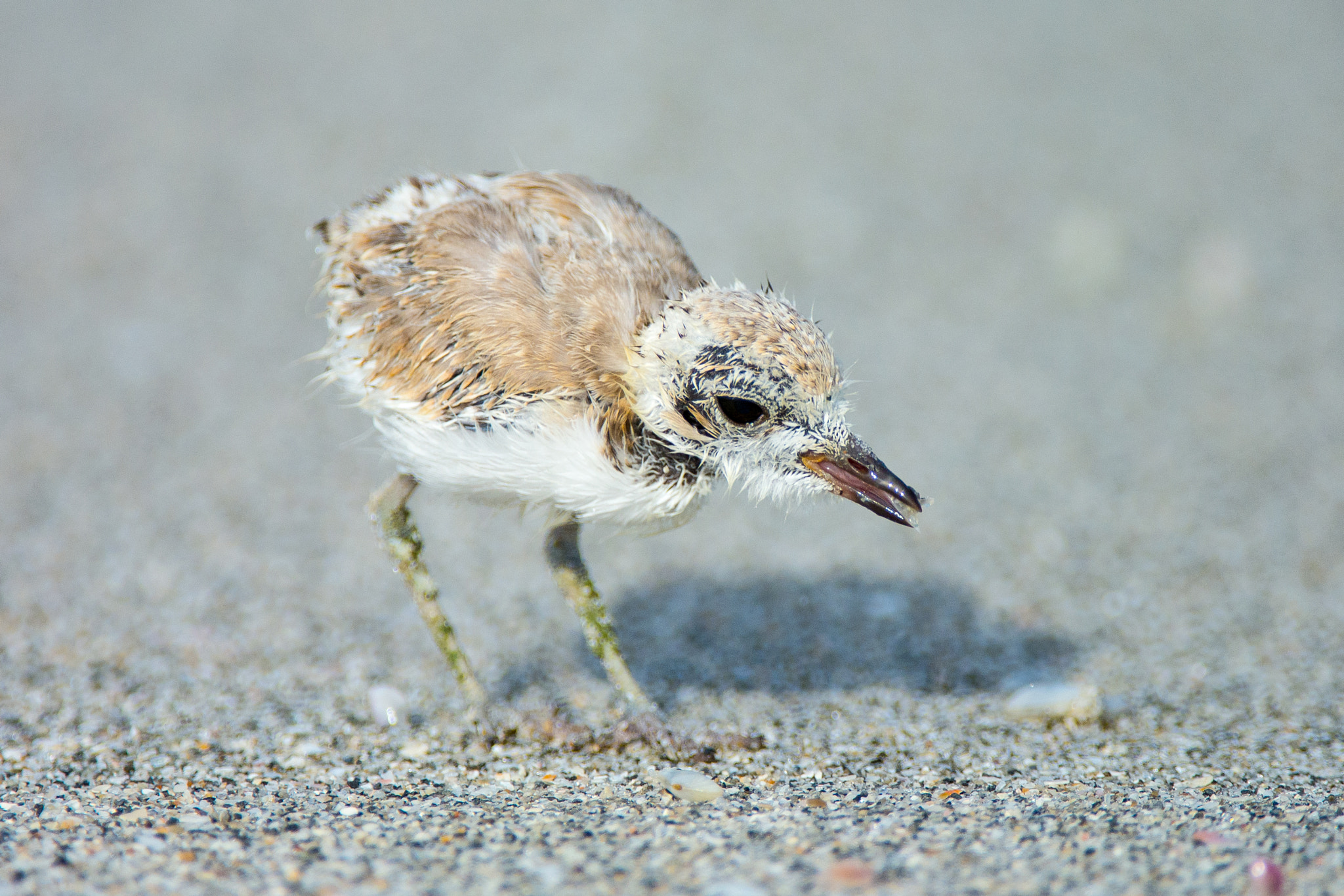 Nikon D7100 sample photo. Cute snowy plover chick photography