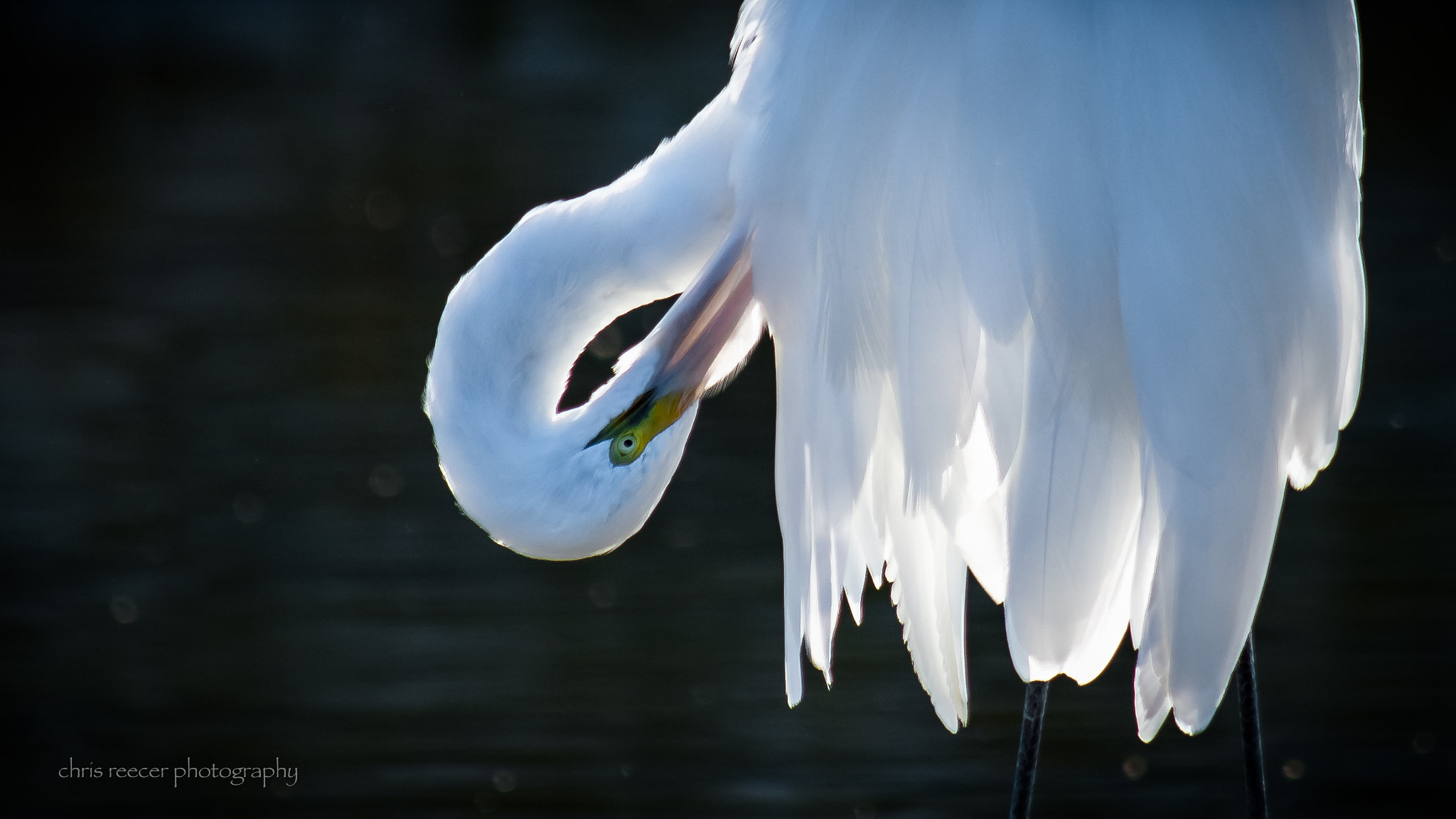 Nikon D500 sample photo. Preen photography