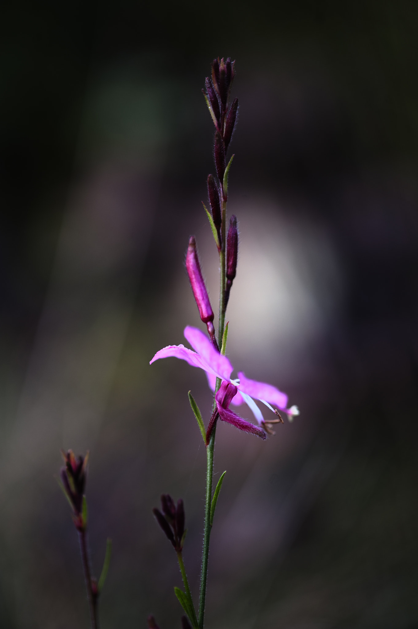 Nikon D3 sample photo