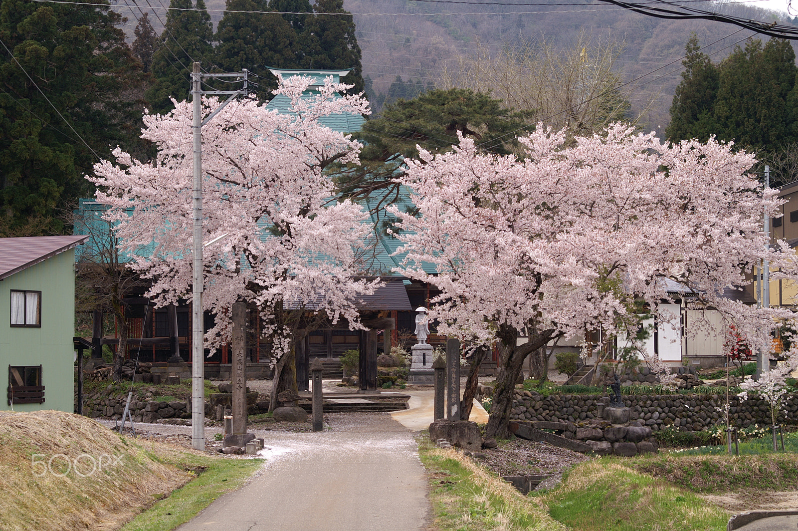 KONICA MINOLTA ALPHA-7 DIGITAL + 35-70mm F4 sample photo. Cherry blossoms photography