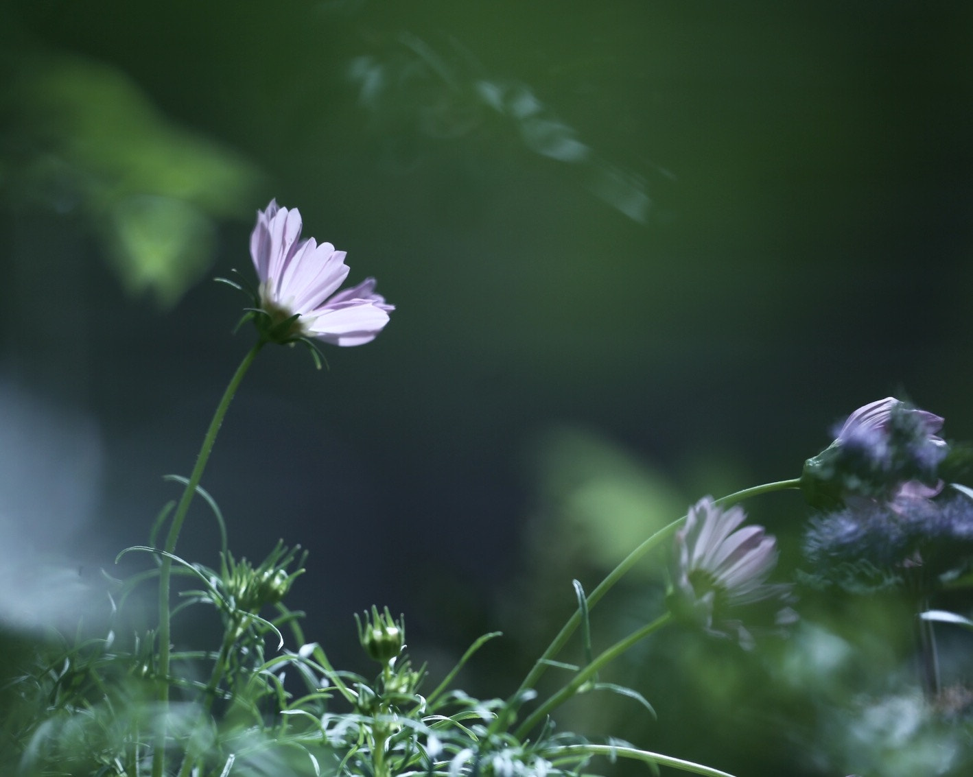 Canon EOS 6D + Canon EF 100mm F2.8L Macro IS USM sample photo. Cosmos photography
