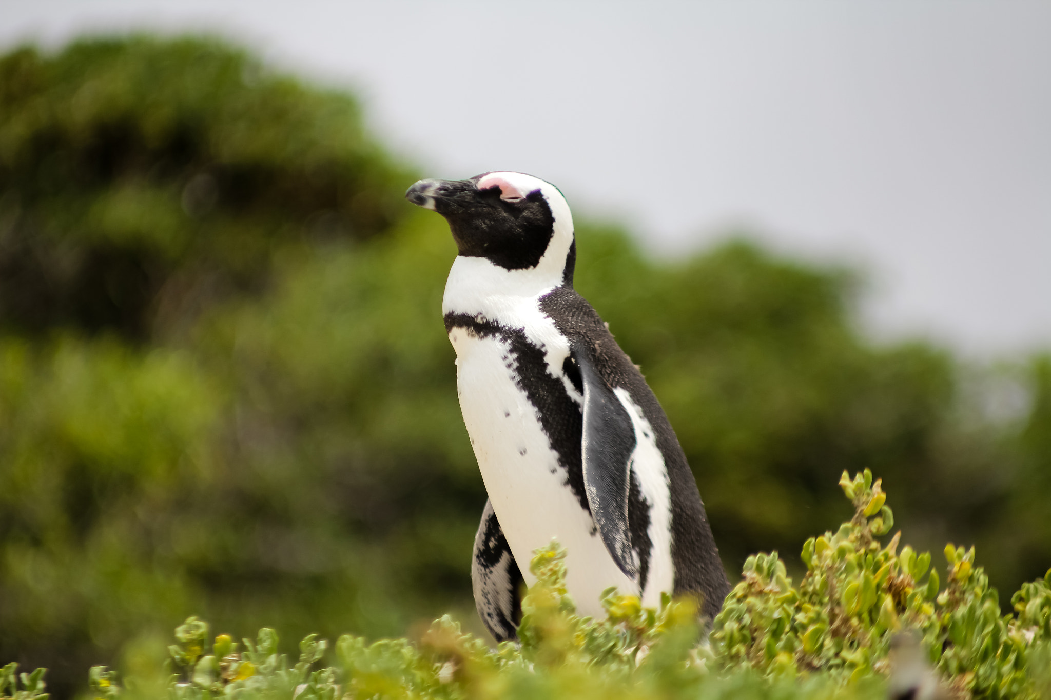 Canon EOS 60D + Canon EF 70-210mm f/4 sample photo. Penguin in south africa photography