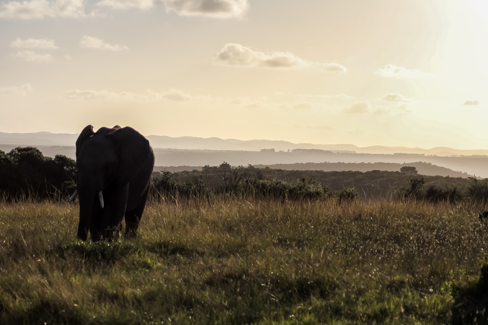 Canon EOS 60D sample photo. Elephants photography
