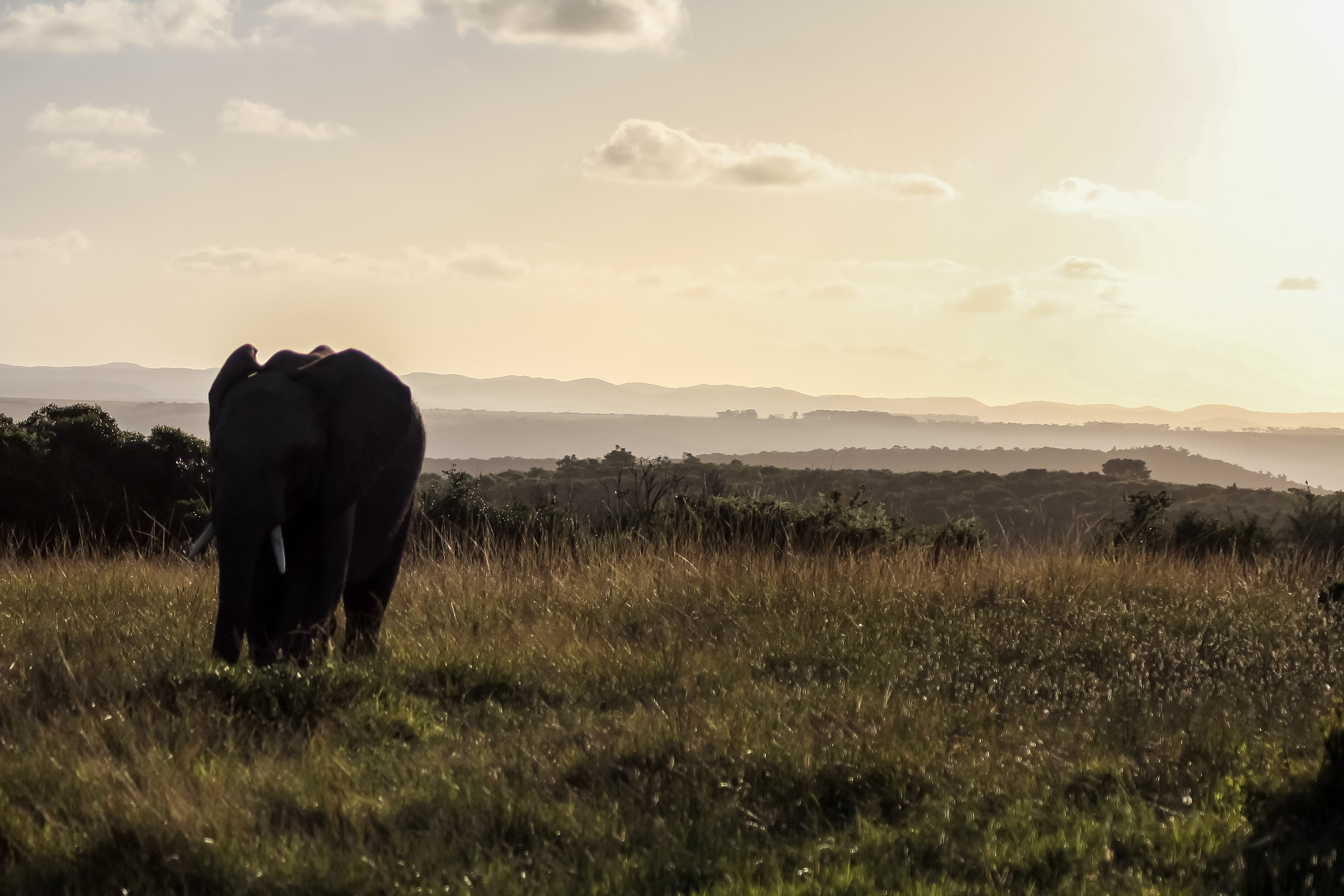 Canon EOS 60D + Canon EF 70-210mm f/4 sample photo. Elephants photography