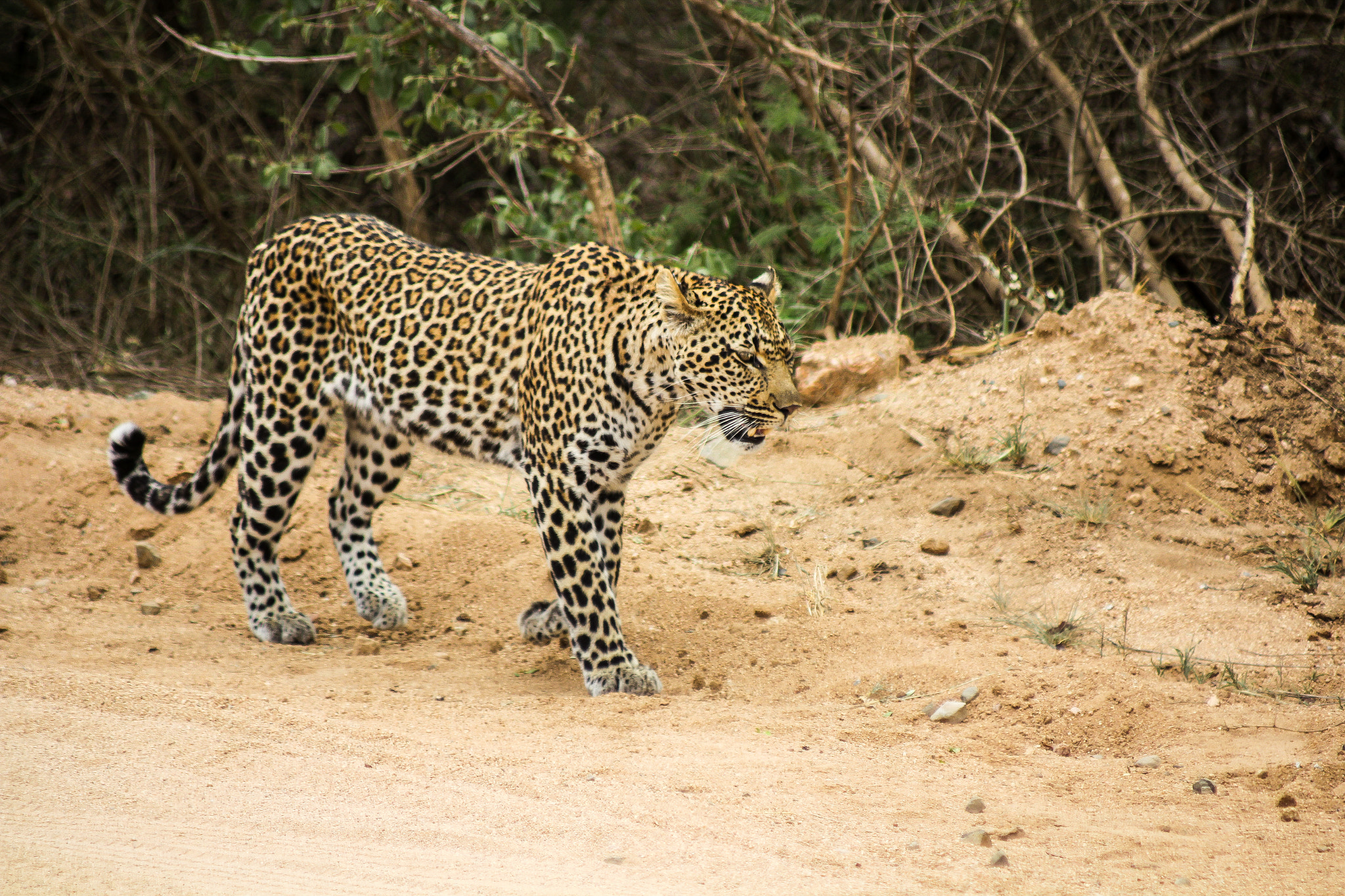 Canon EOS 60D + Canon EF 70-210mm f/4 sample photo. Walking by us photography