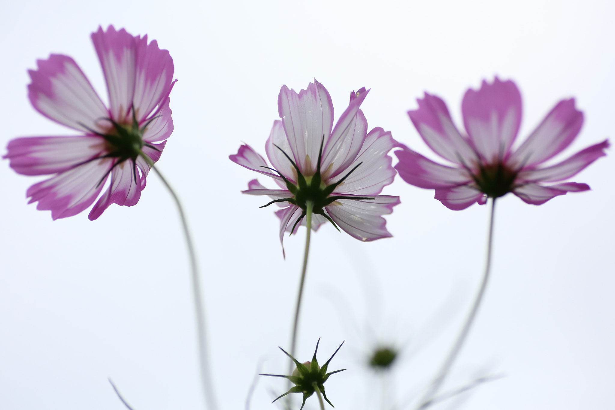 Canon EOS 6D + Tamron SP AF 90mm F2.8 Di Macro sample photo. Cosmos photography
