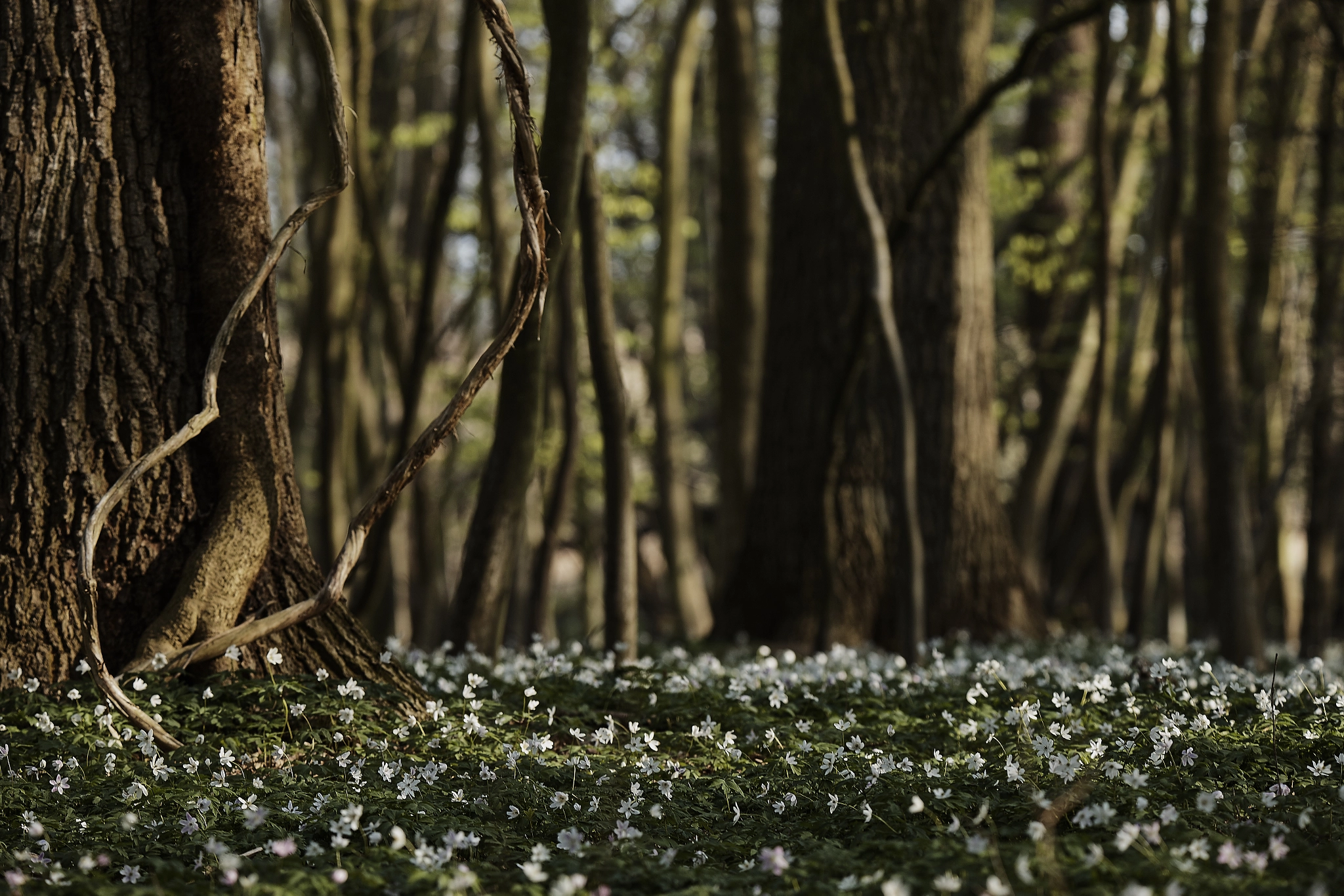 Tamron SP 150-600mm F5-6.3 Di VC USD sample photo. Spring forest photography