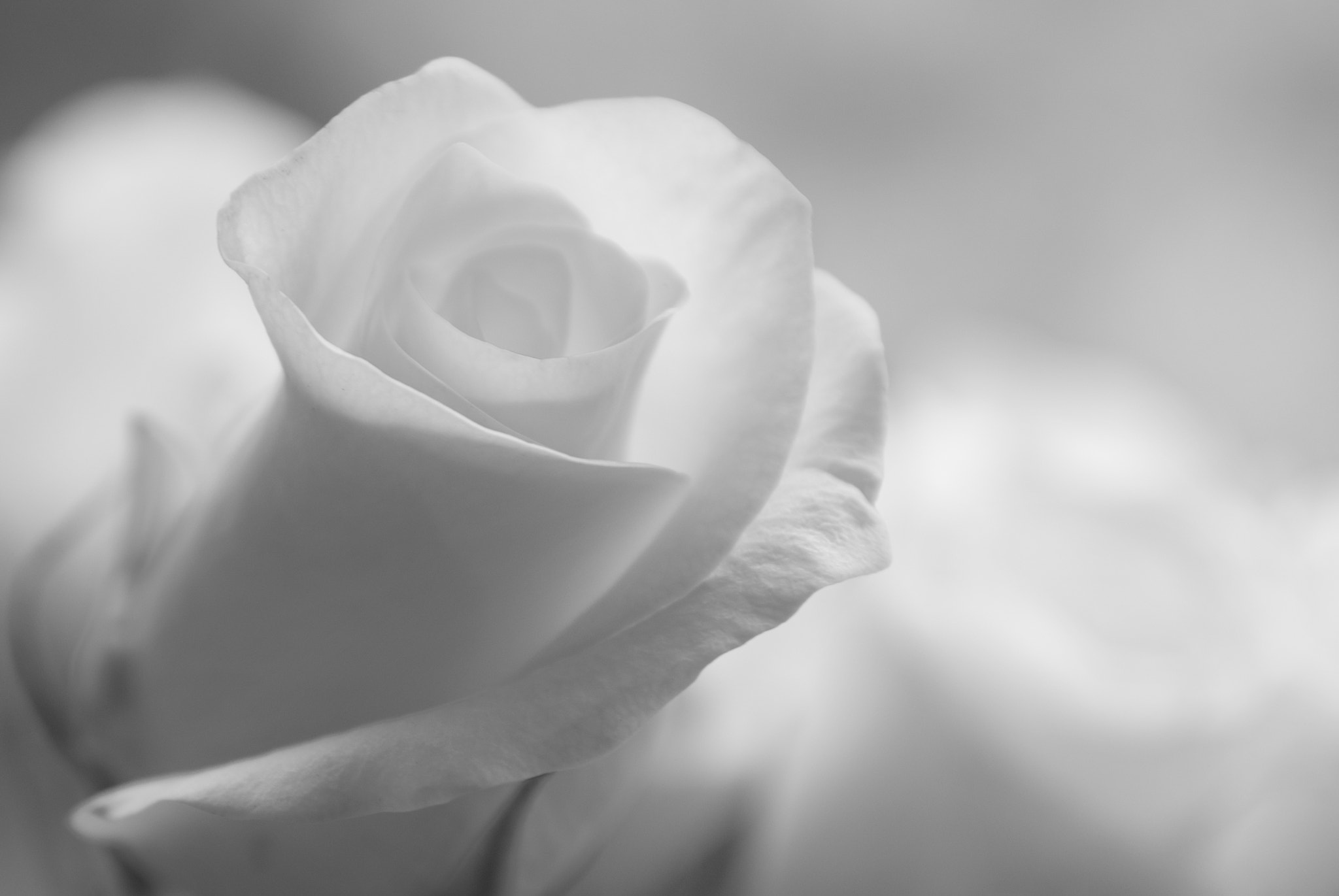 Sigma 17-70mm F2.8-4 DC Macro OS HSM sample photo. Rose photography