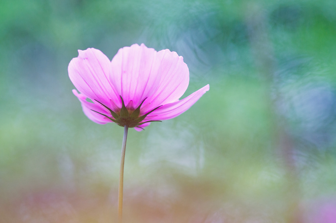 Sony Alpha DSLR-A550 + Sony 100mm F2.8 Macro sample photo. Autumn....? photography