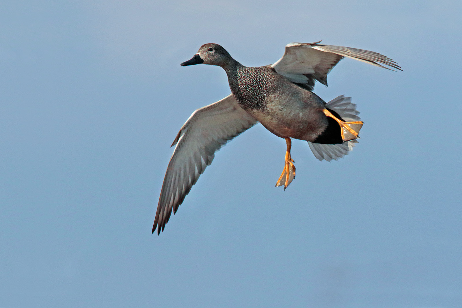 Canon EOS 7D Mark II sample photo. Gadwall photography