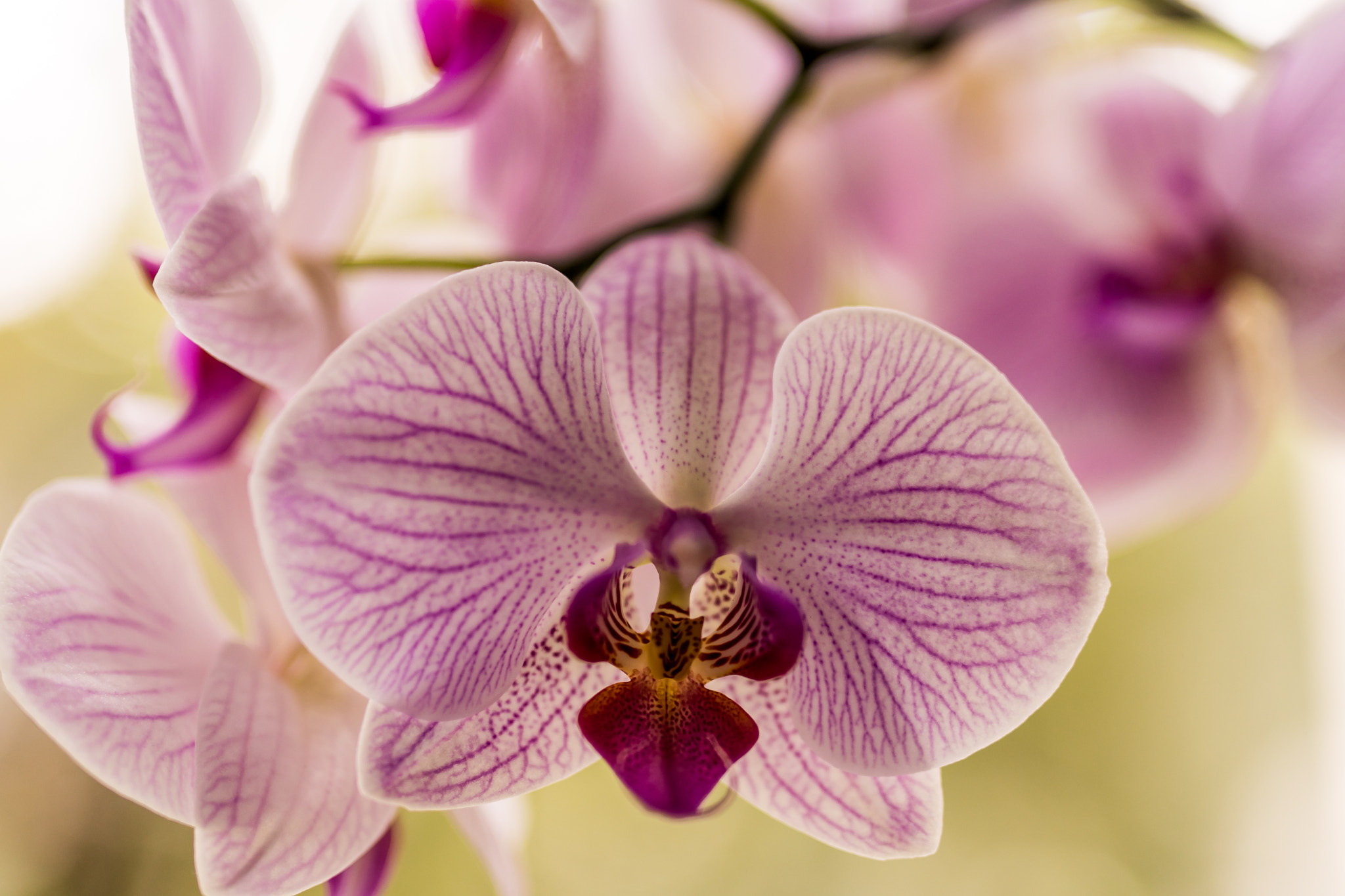 Nikon D500 + Sigma 50mm F1.4 DG HSM Art sample photo