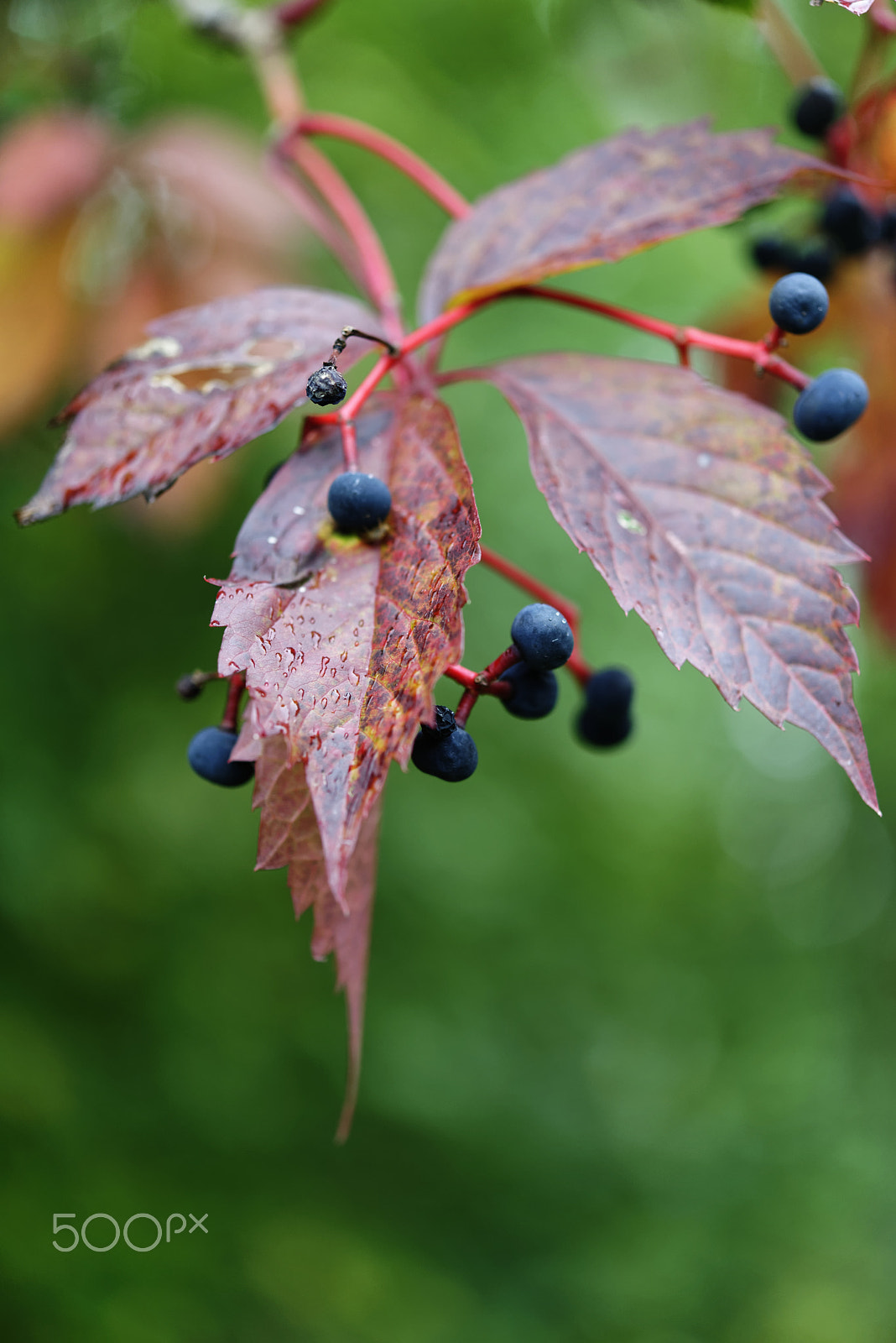 Nikon AF-S Micro-Nikkor 60mm F2.8G ED sample photo. Autumn leaves photography