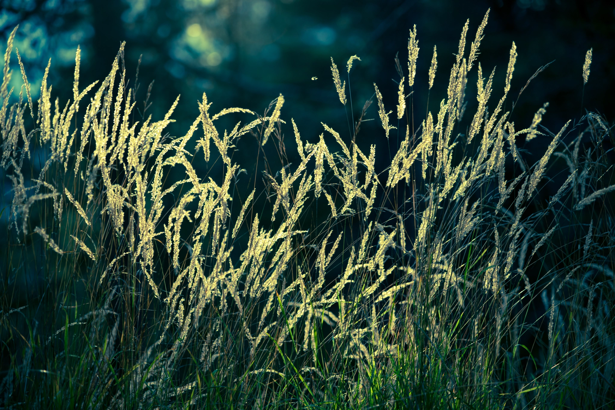 Sony Alpha DSLR-A900 + Minolta/Sony AF 70-200mm F2.8 G sample photo. Autumn, golden grass photography